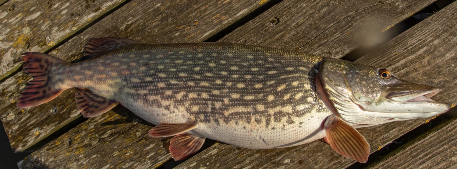 Paairijpe snoek