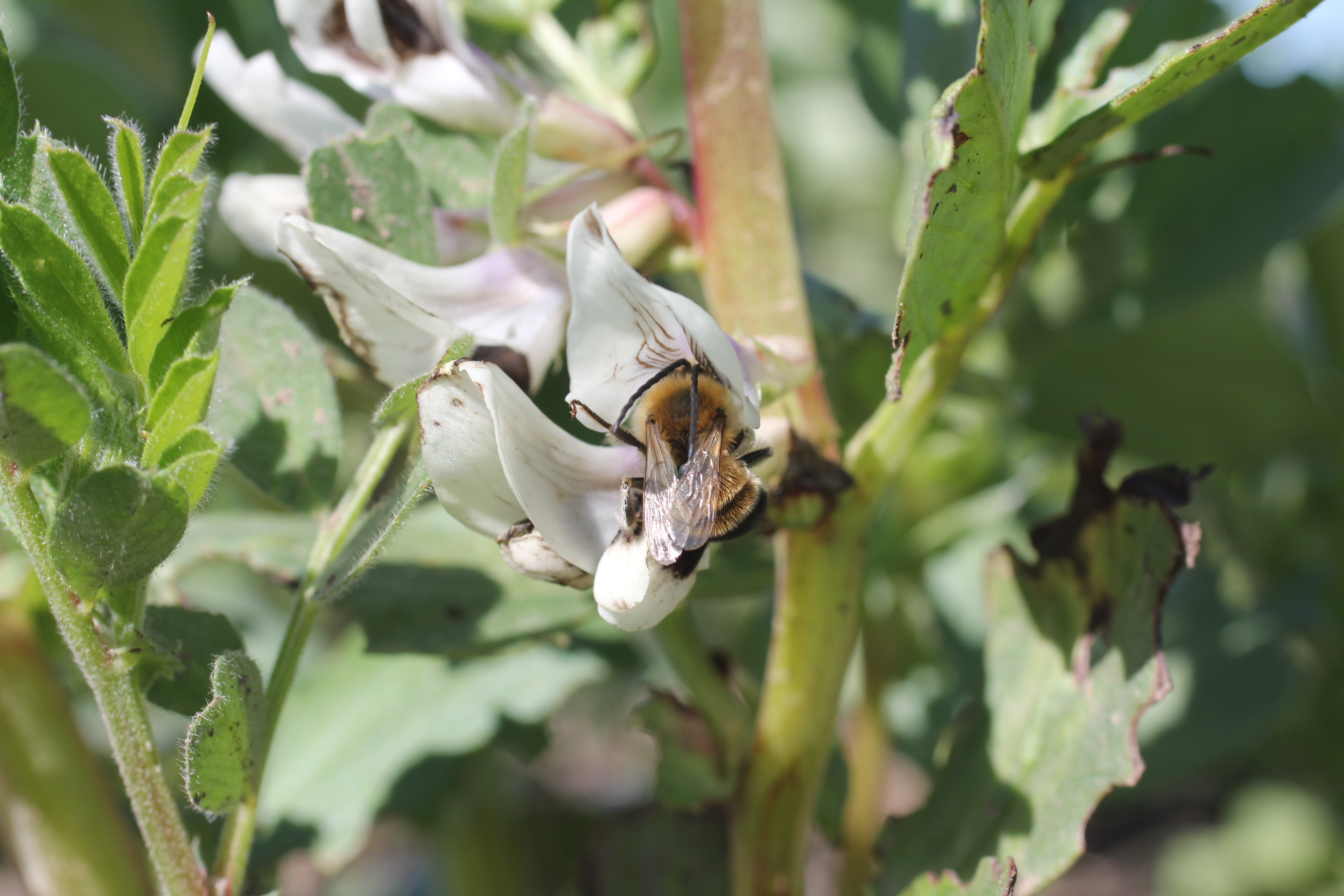 Long-horned bee on broad bean