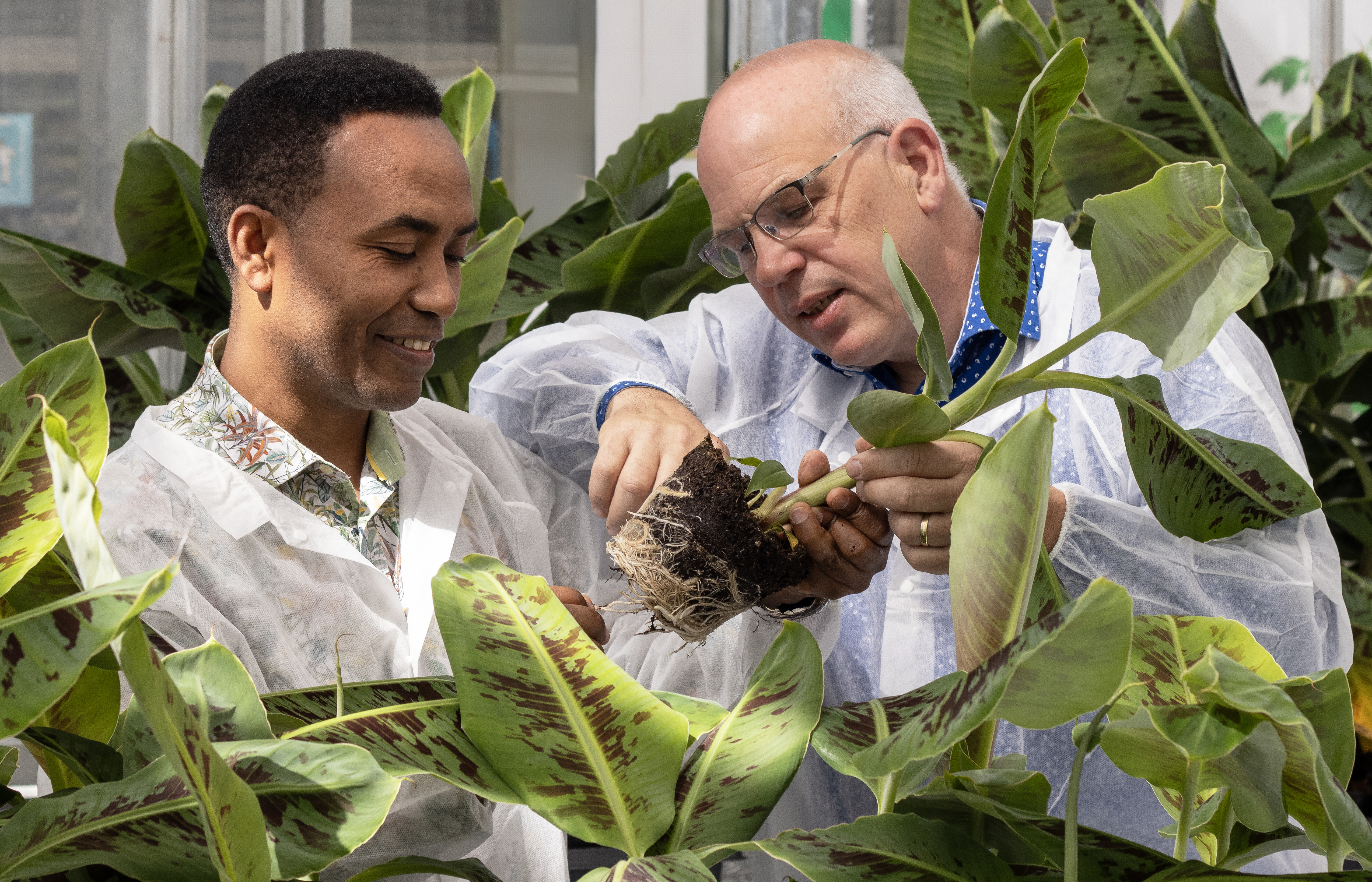 Harold Meijer and Desalegn Etalo with banana plant