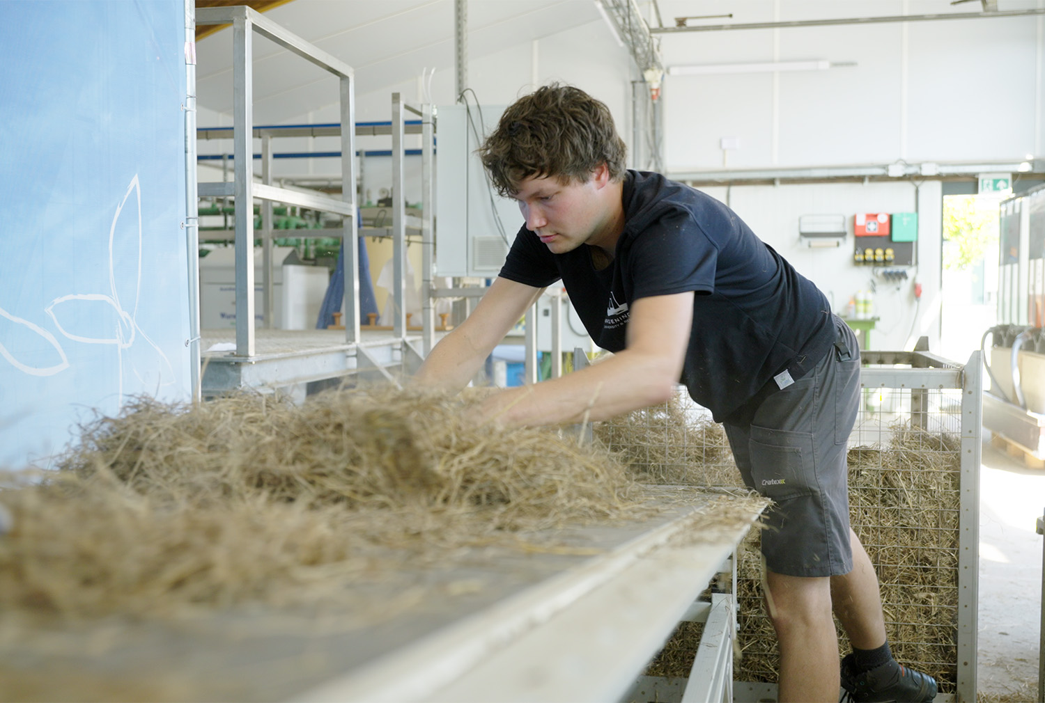 Researcher sorting through grass on a conveyer belt.