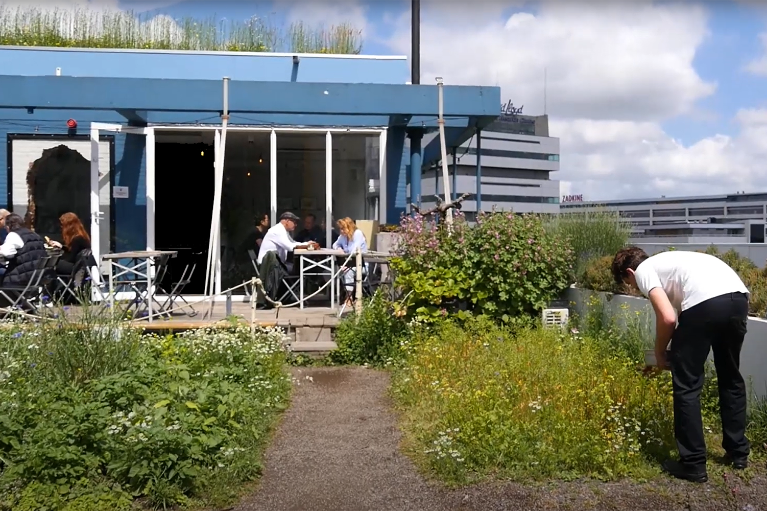Rotterdam de groene stad (Kennisonline in beeld 2019)