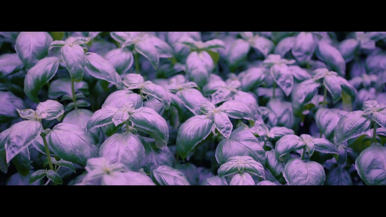 Can Vertical Farming meet the needs of a growing world population?