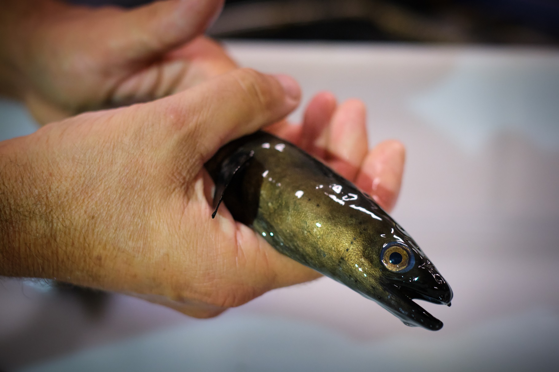 Researcher holding an eel at Carus in Wageningen