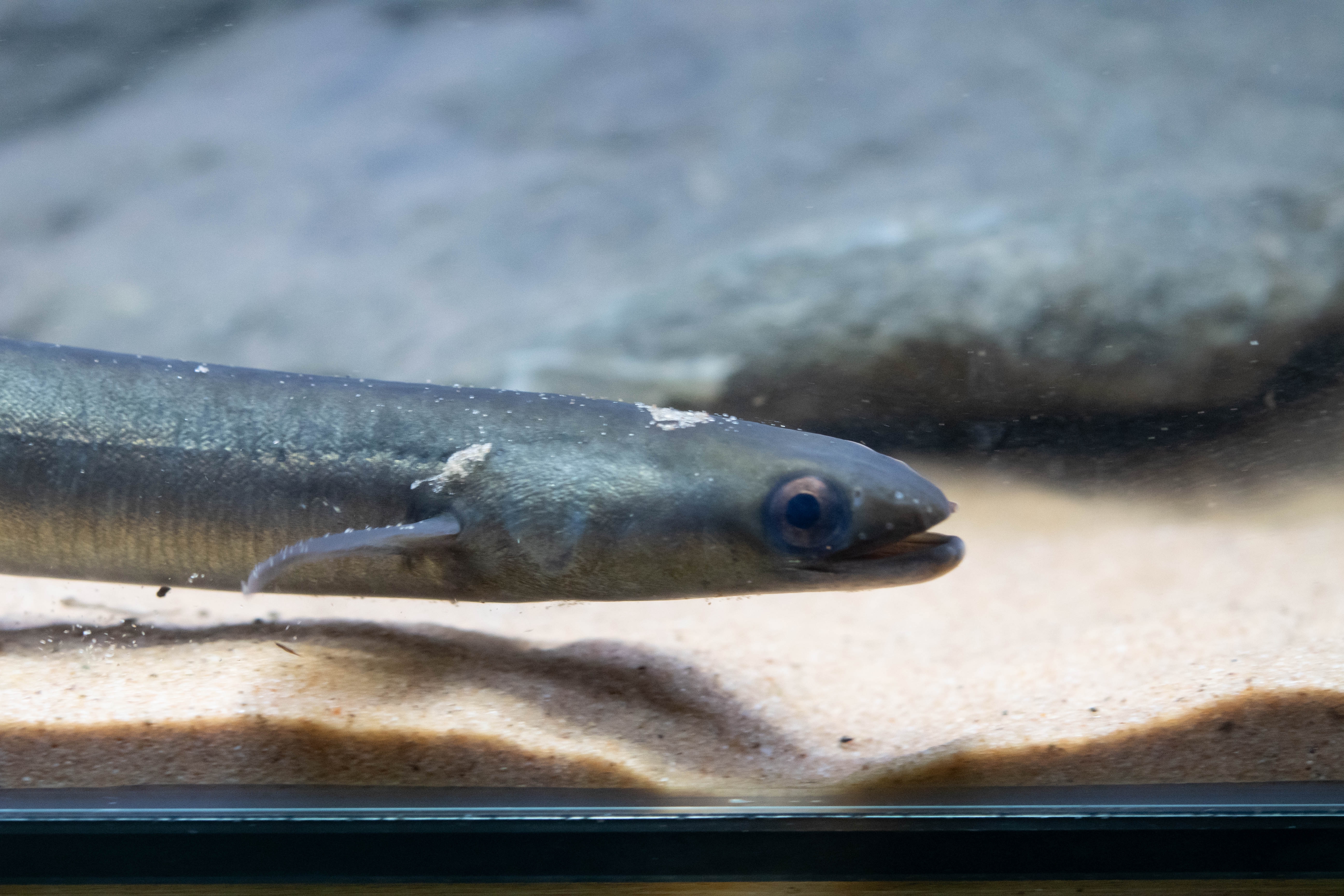 eel