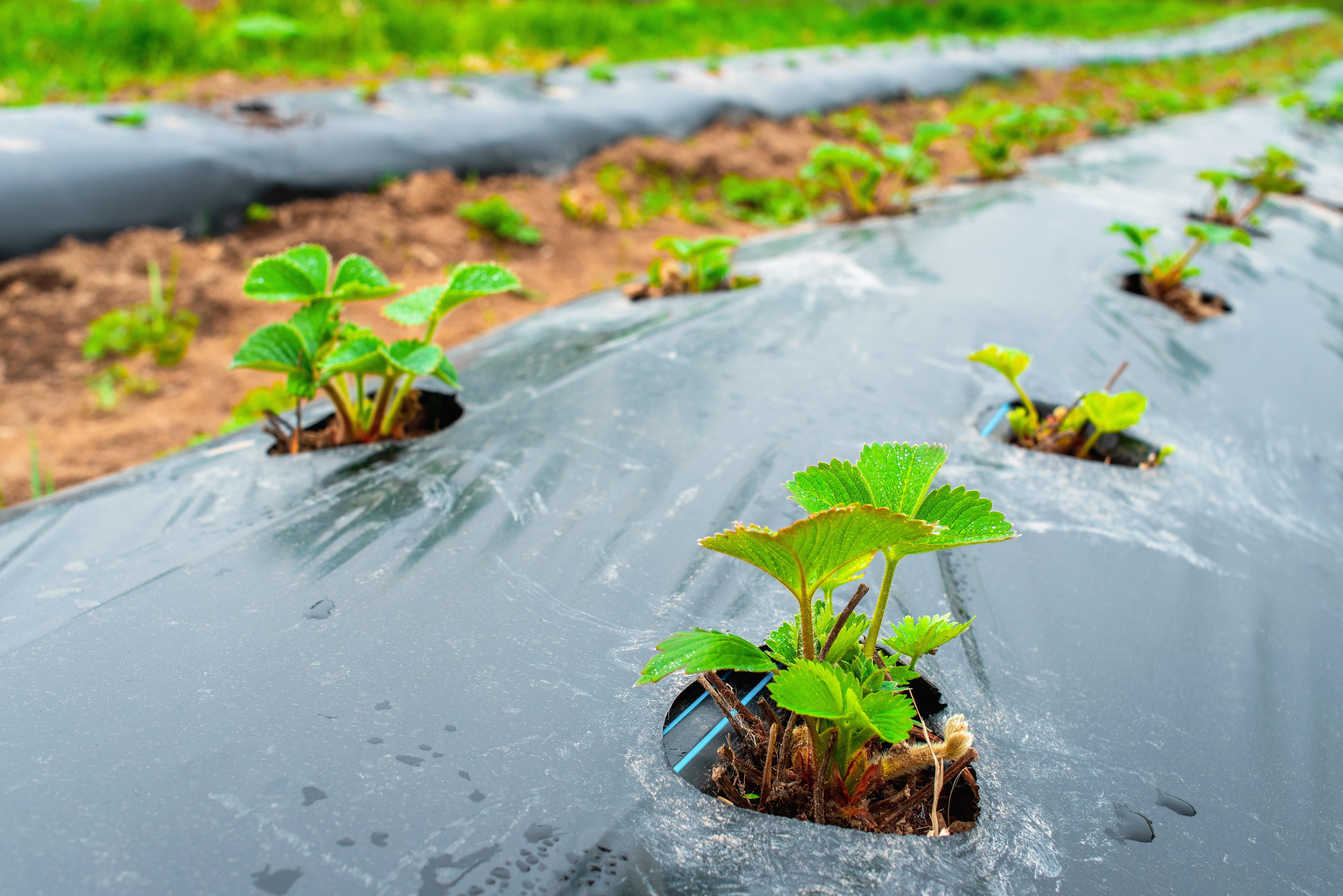 Young strawberry plants are growing in soil covered with black fossil-based plastic