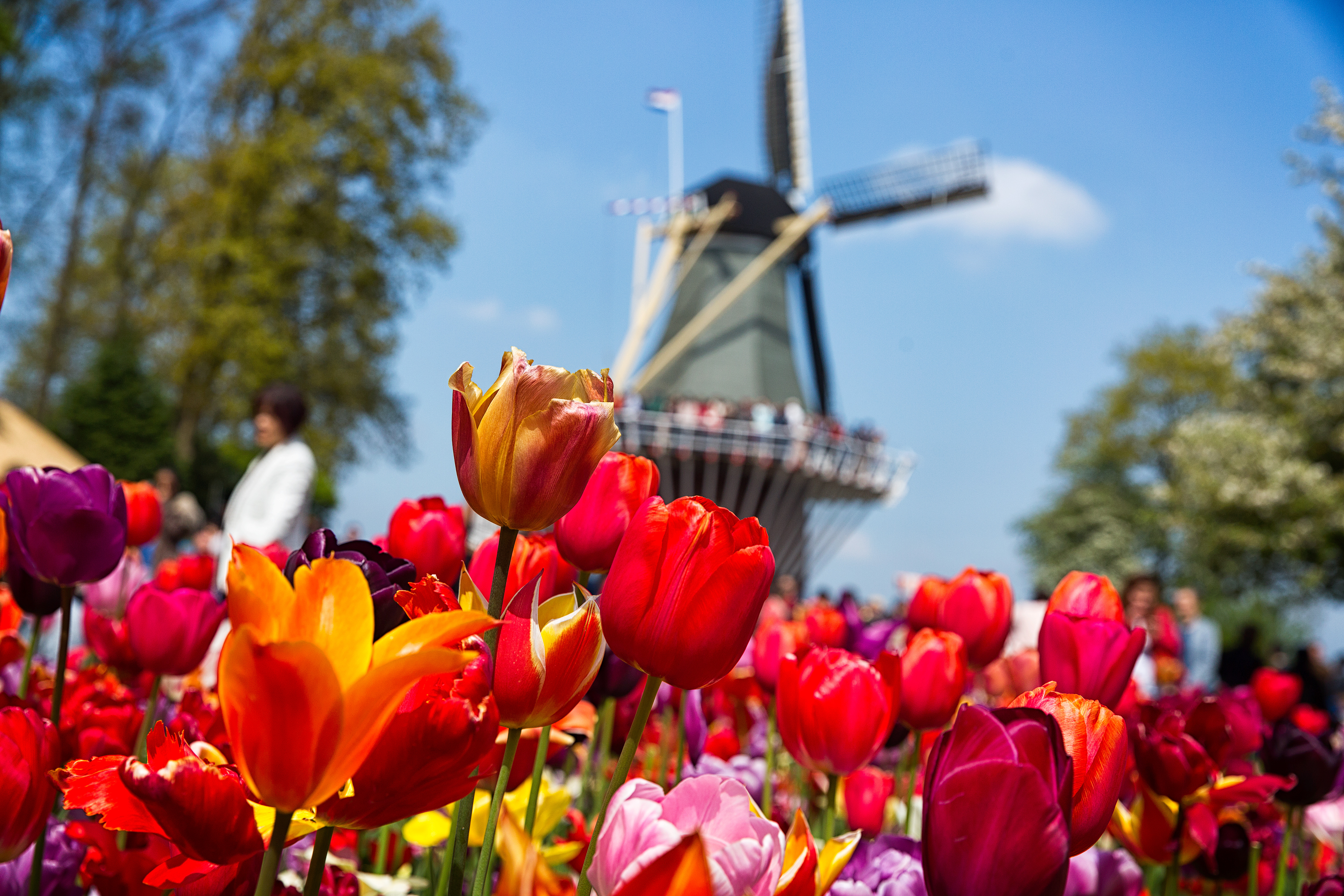 tulpen met molen op de achtergrond