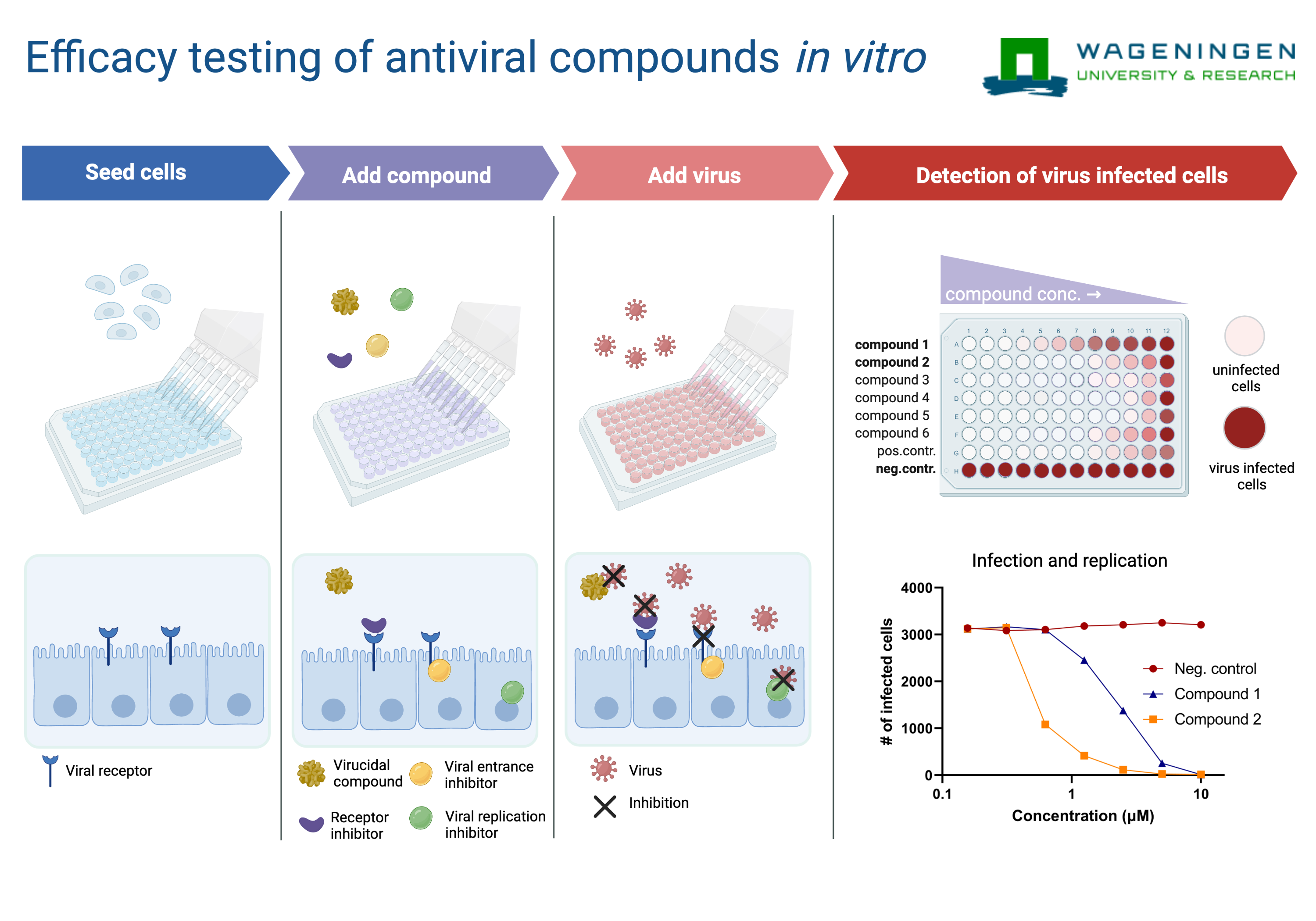 Scheme of in vitro efficacy testing of antiviral compounds in four steps: sperm cells, compound addition, virus addition, detection of infected virus cells