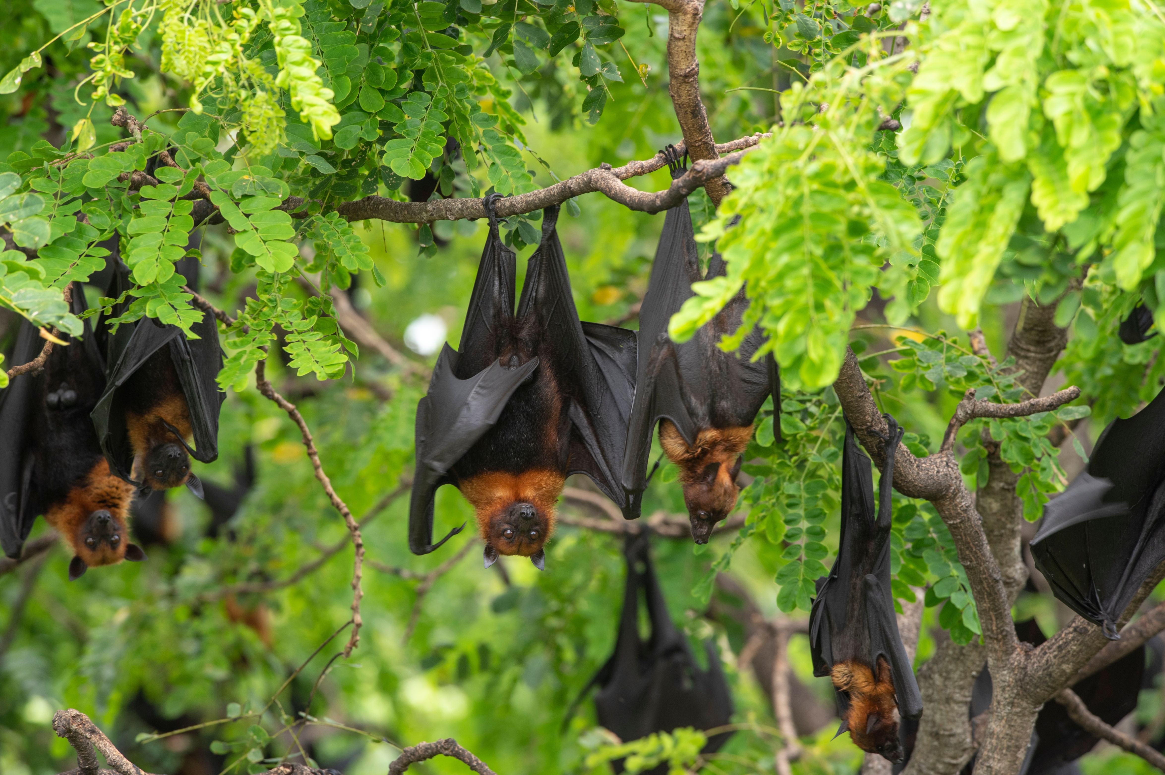 Bats hanging on a tree branch