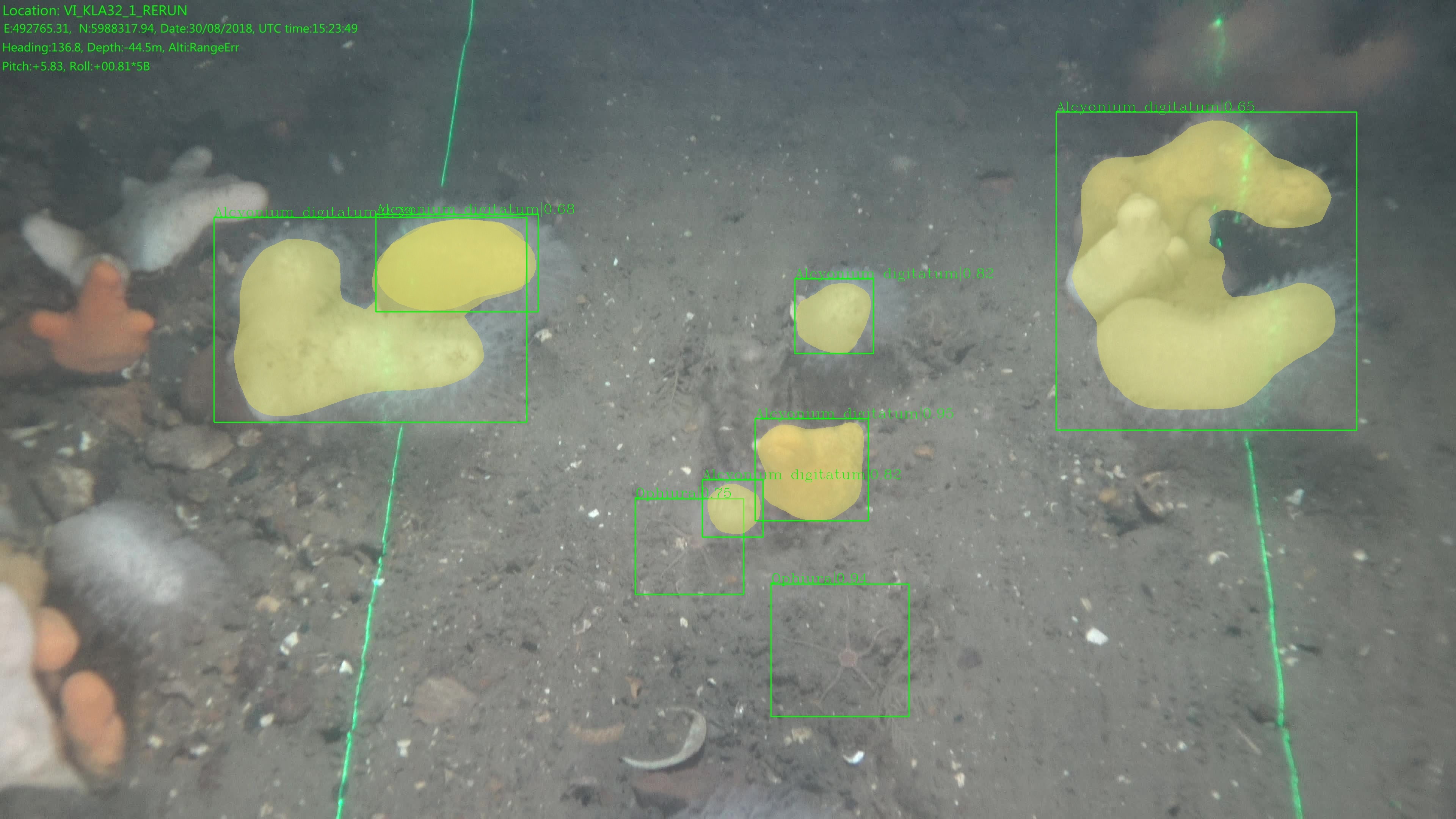 Present fauna is identified on an image