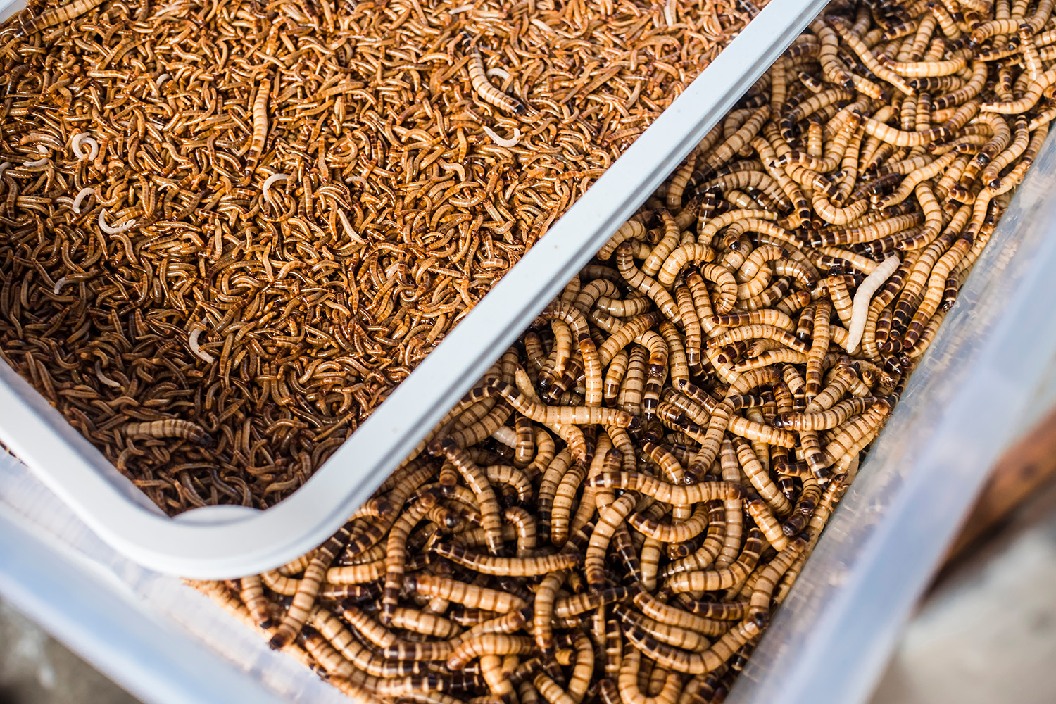 Gedroogde meelwormen in klein en groot formaat liggen in een plastic bak.