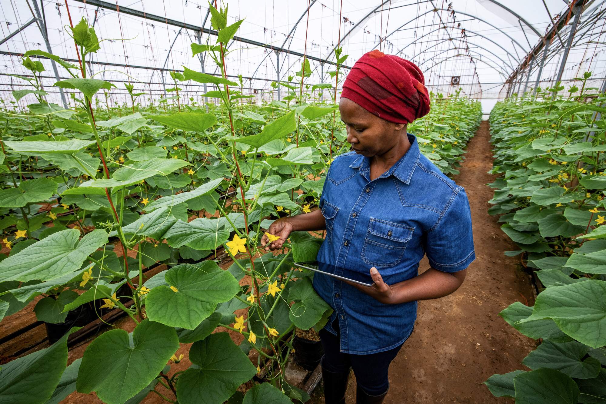Female farmer monitoring hydroponic cucumbers with a digital tablet in a greenhouse tunnel