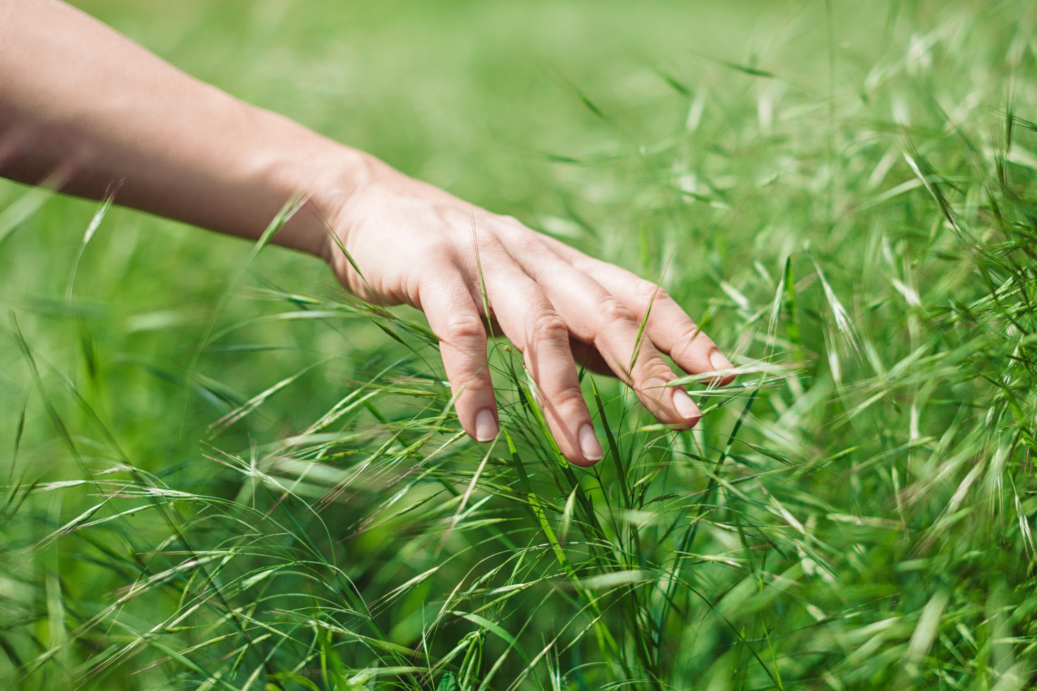 Een hand strijkt over planten.