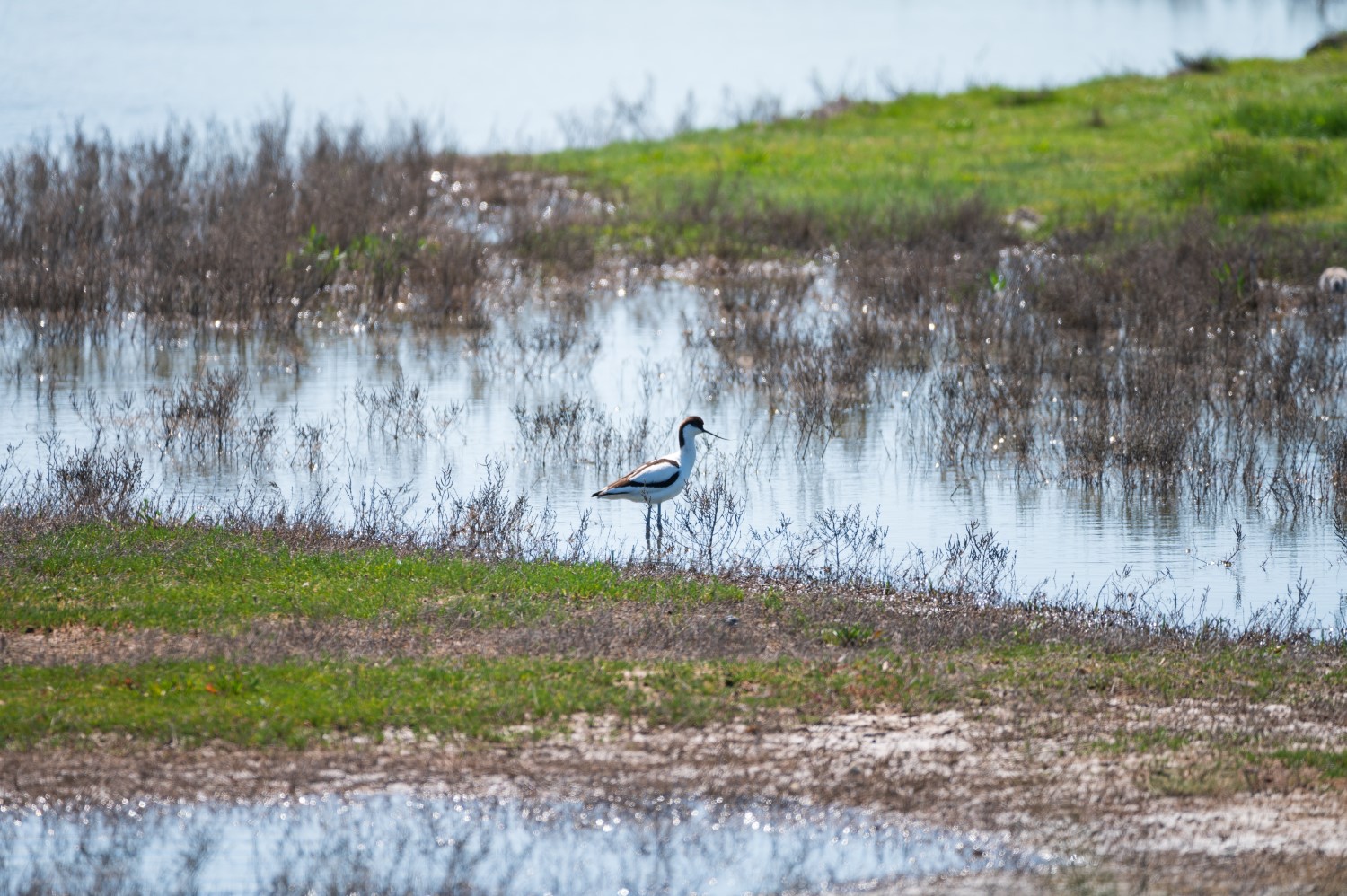 Pied avocet (bird) standing in wetland.