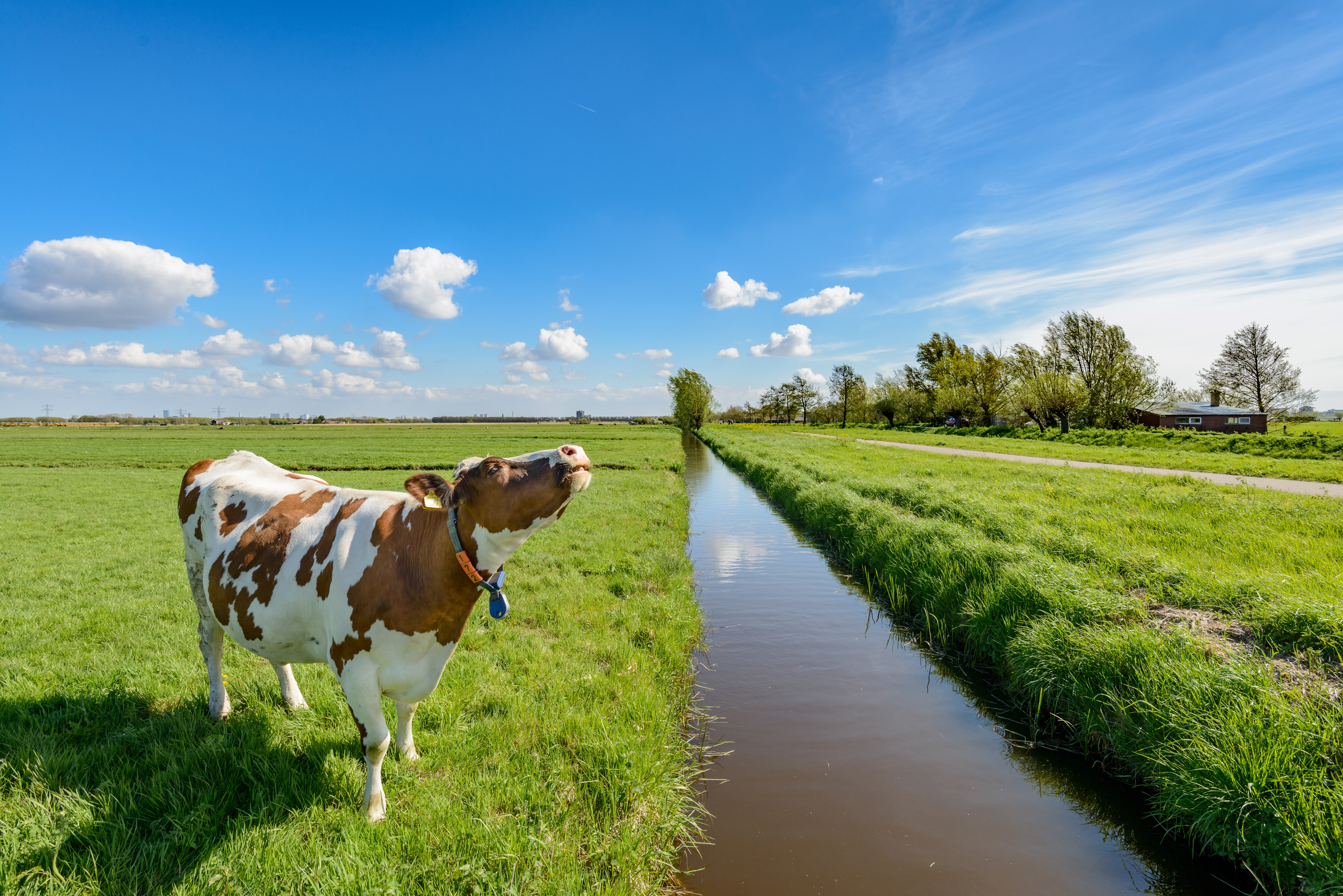 Koe staat in groen weiland met sloot ernaast.