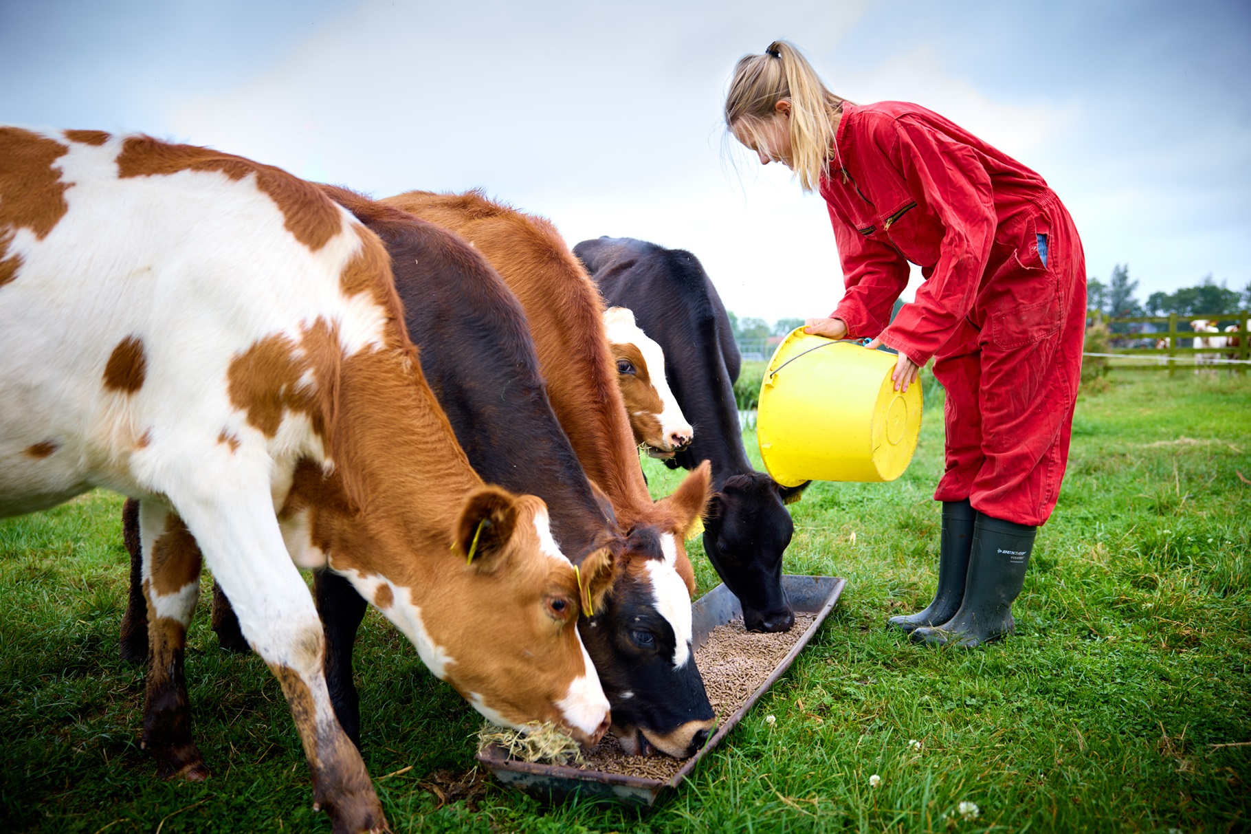 Boer voert koeien, op veengrond