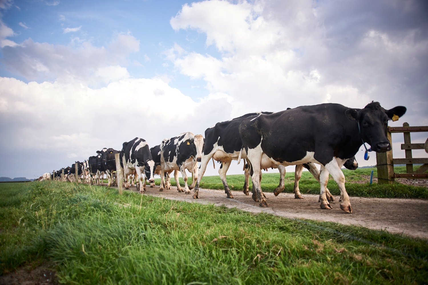 Koeien lopen in een rij naar de melkstal