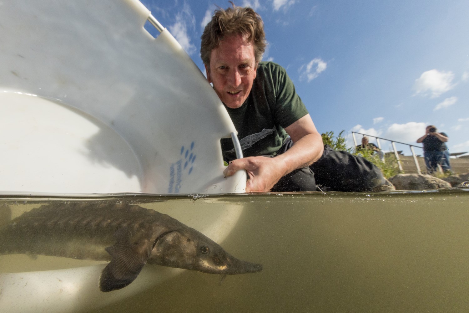 Niels Brevé laat jonge Europese steur vrij in troebel water