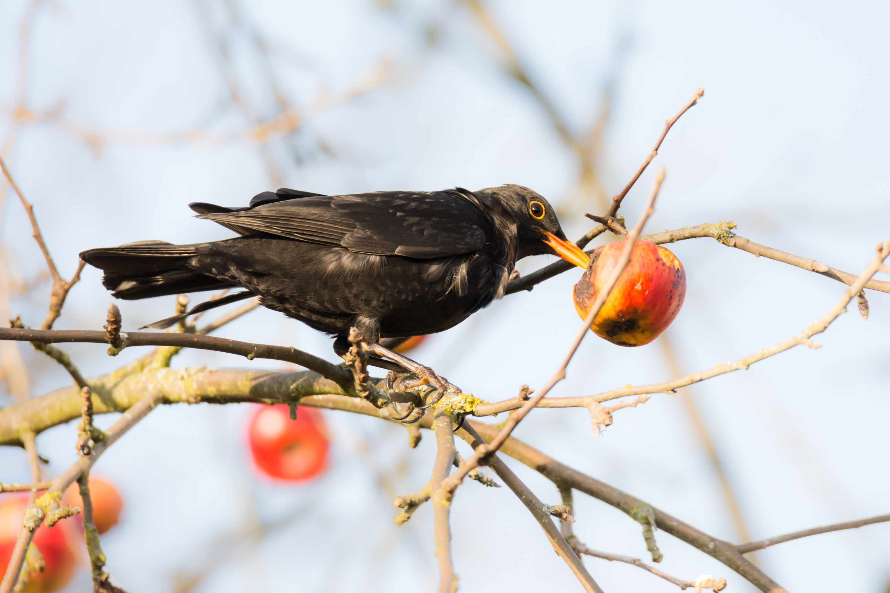 Back to the Forest: evaluating the ecological role of a reintroduced frugivore bird