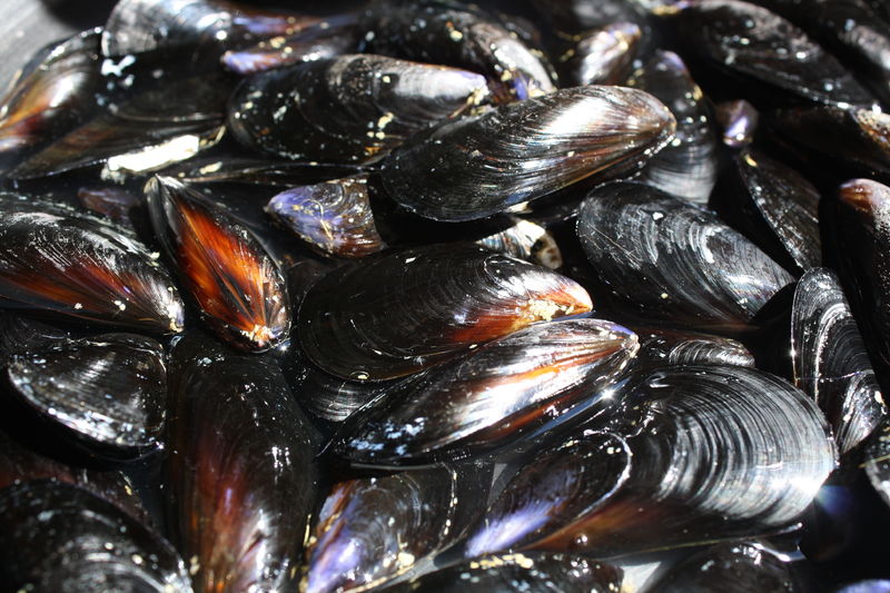 Shellfish