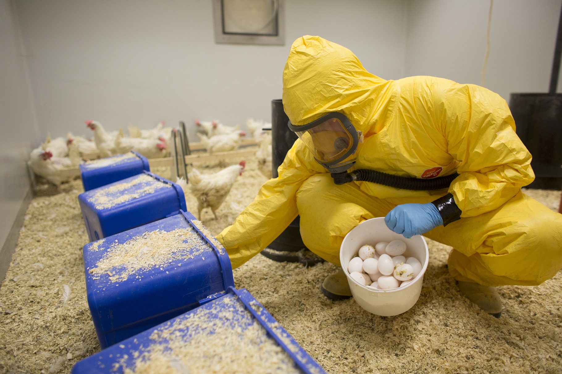 Researcher gathering eggs for study into animal diseases