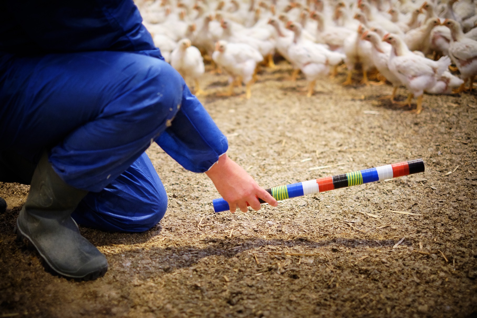Researcher at a broiler barn