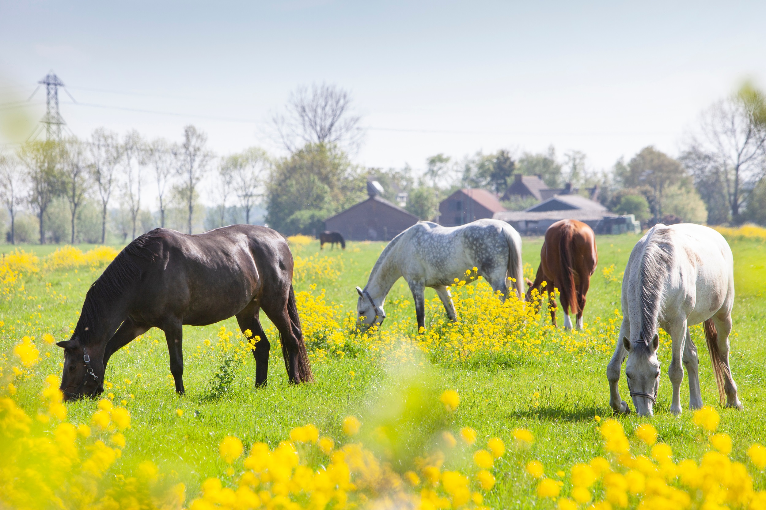 Horses in a flower meadow