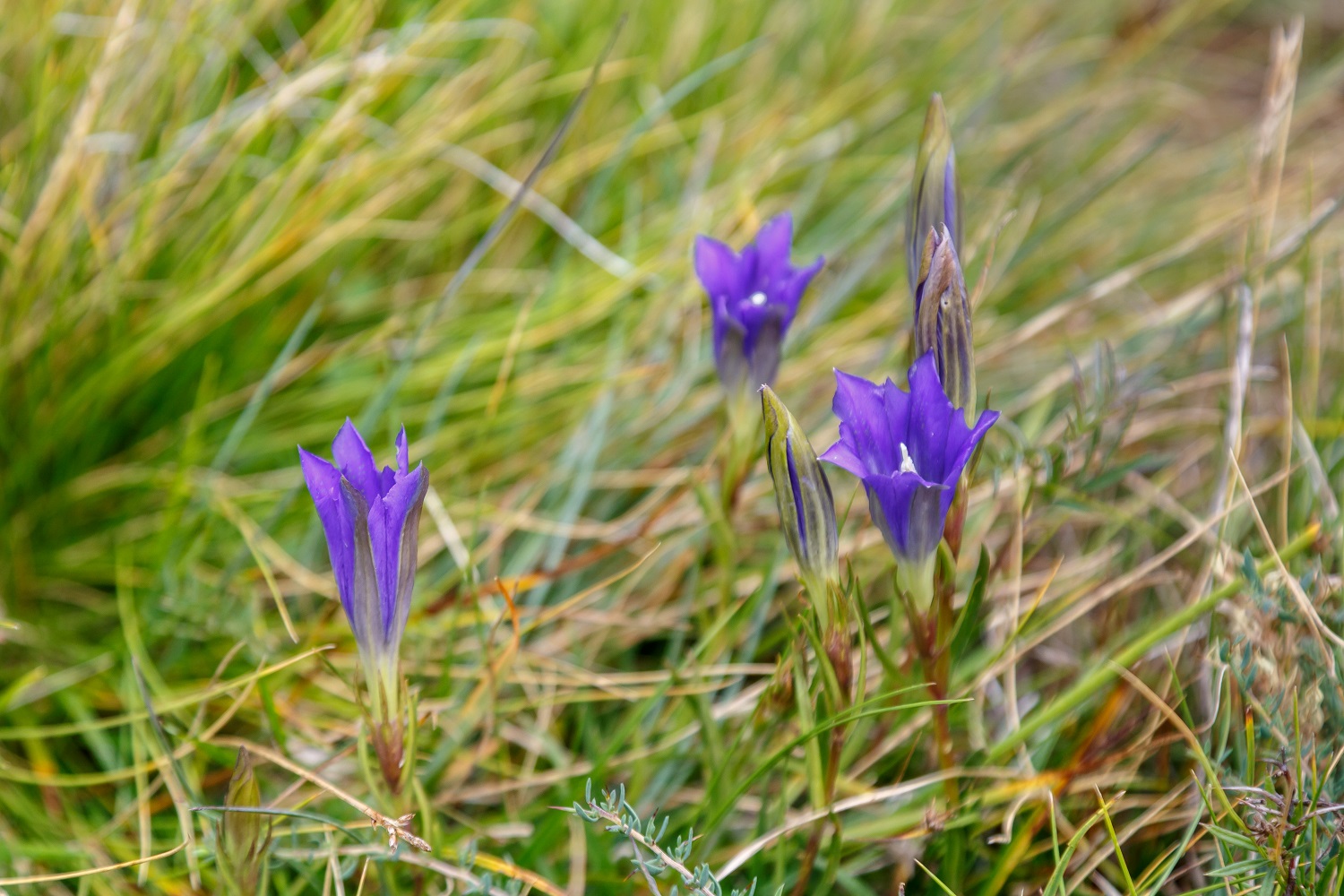 Paarse bloemen tussen het gras.
