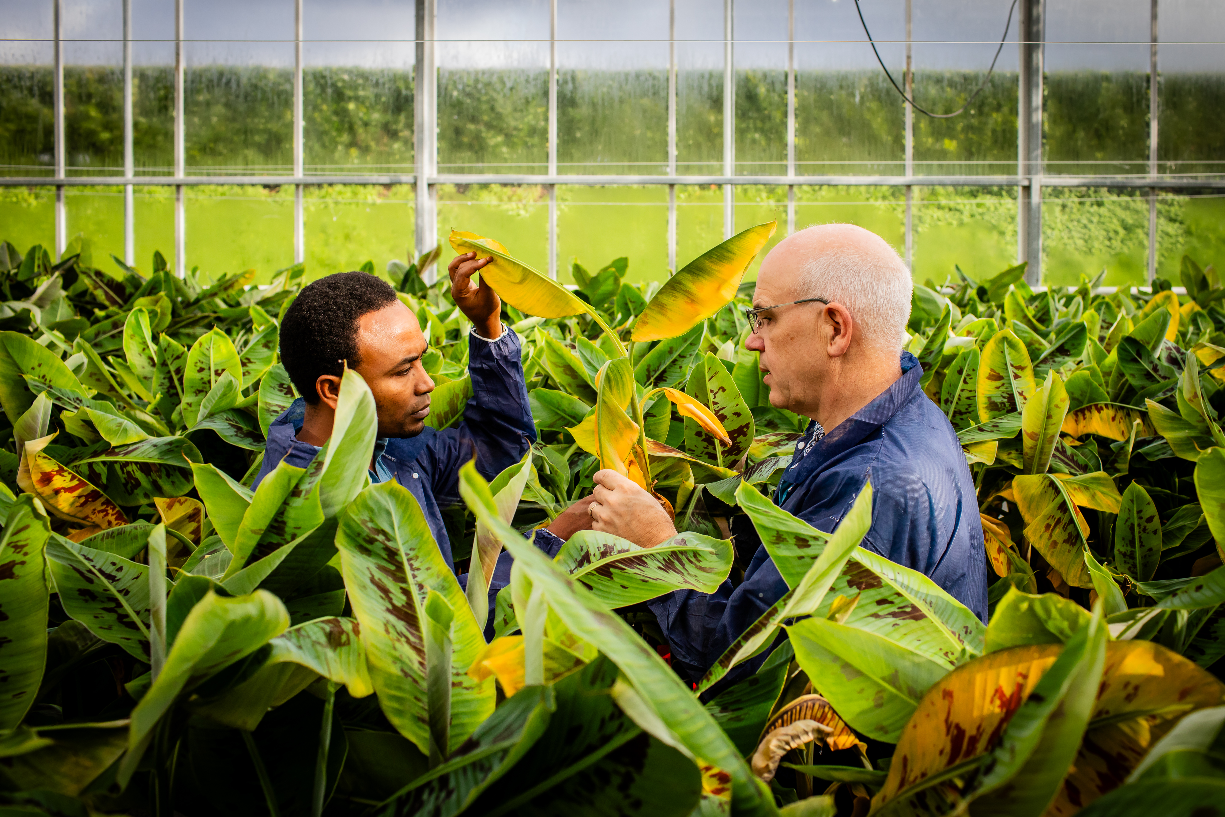Bananenplanten in Unifarm kas