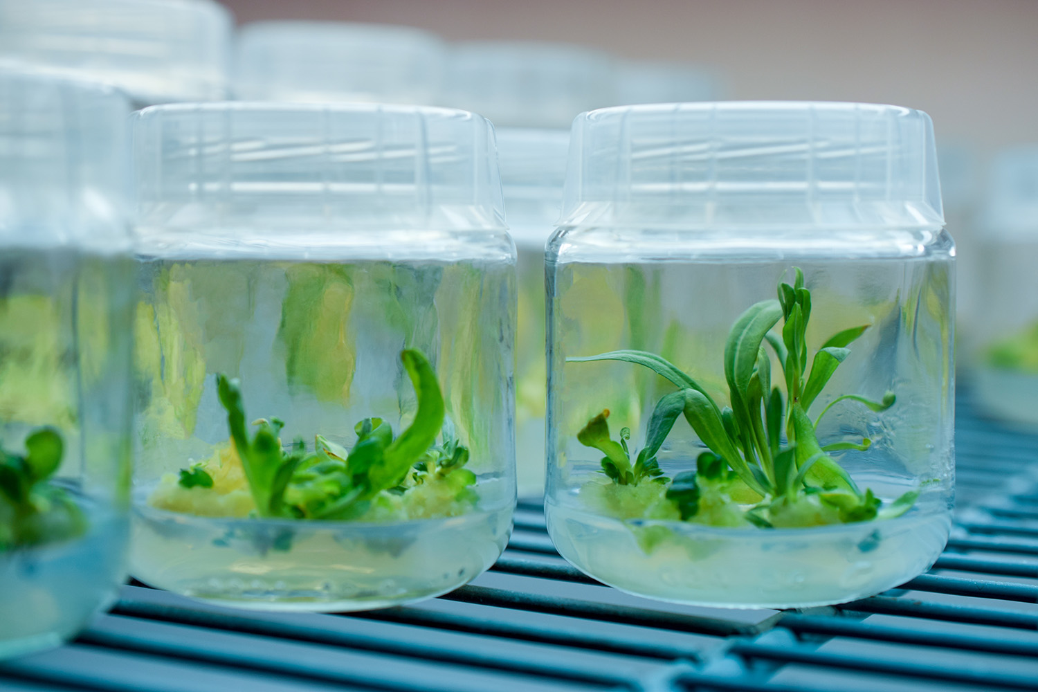 Plantenweefsels worden gekweekt in glazen potten.