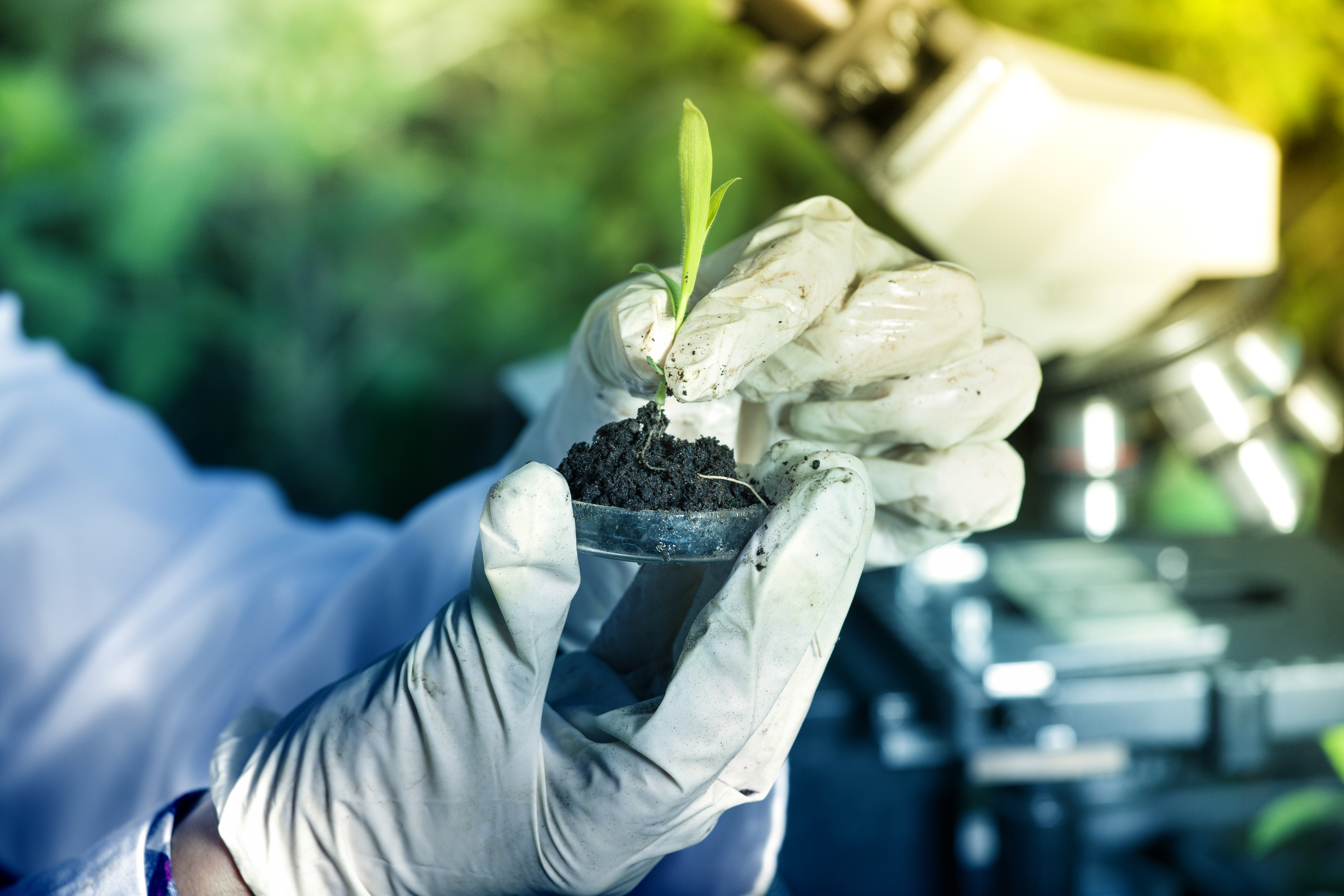 Plant groeit in Petrischaal