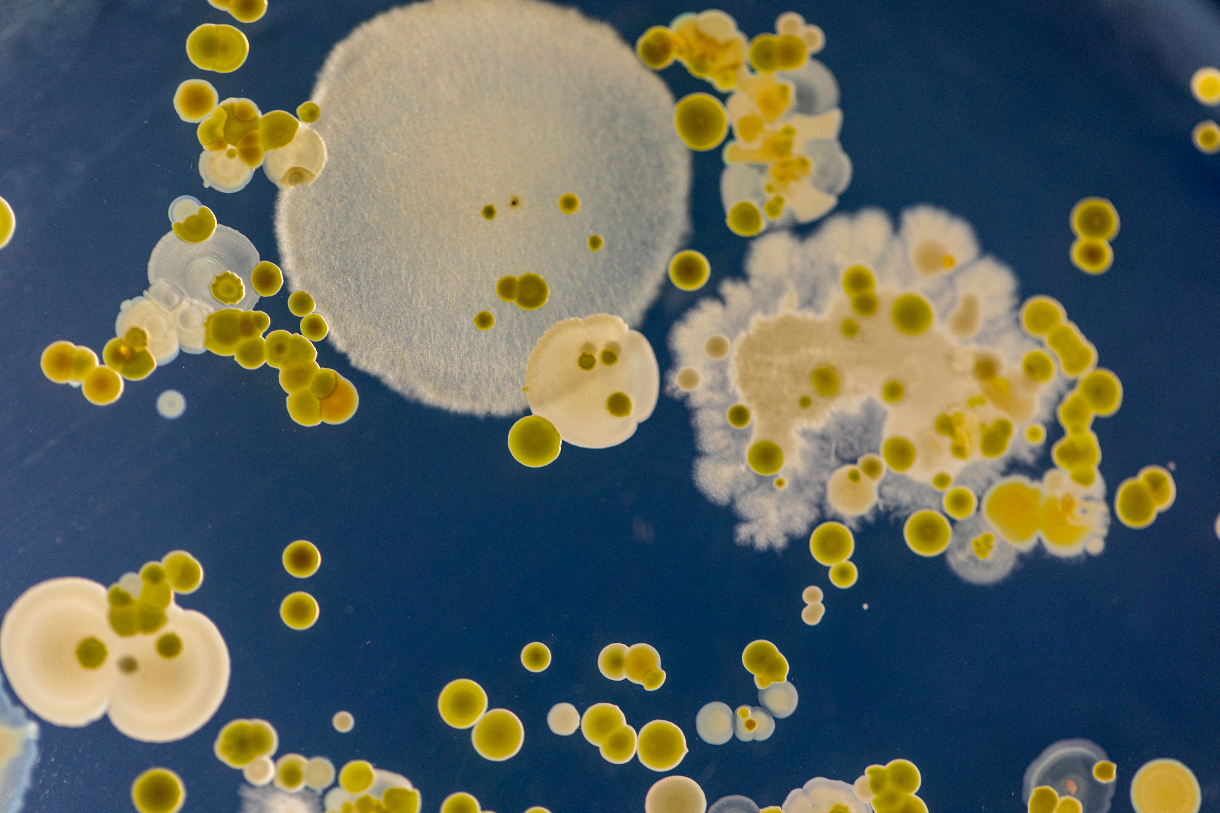 From genome predictions to living proof: the long road to cultivating deep-lineage methanogens