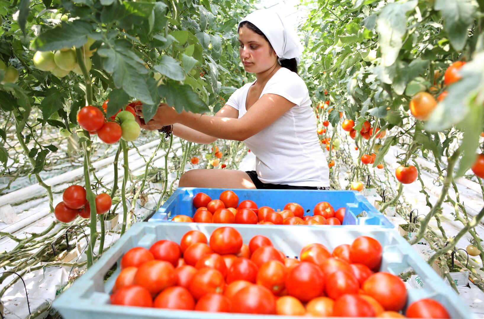 Vrouw in kas met tomaten, plukt rijpe rode tomaten.
