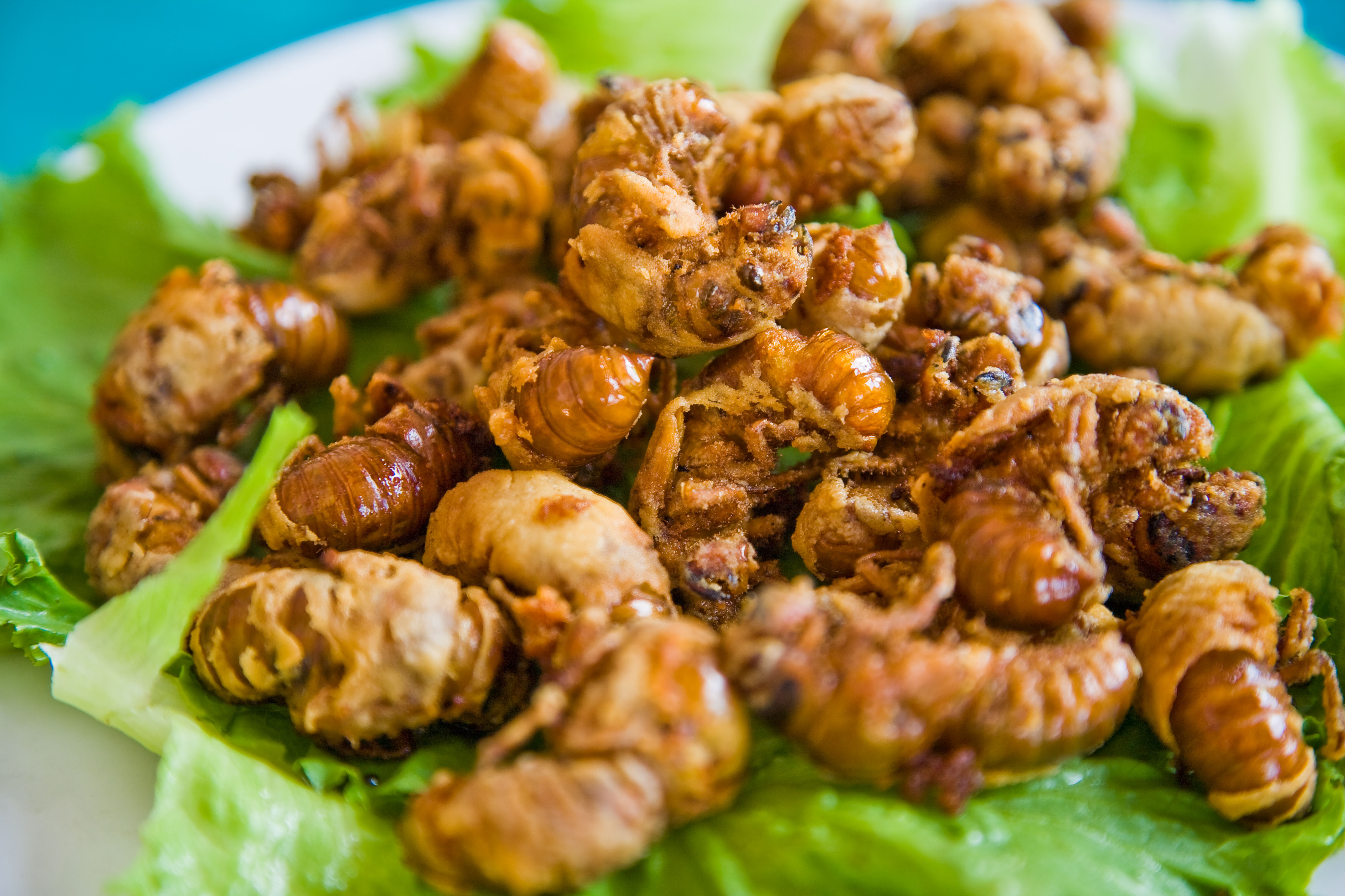 Edible insects
