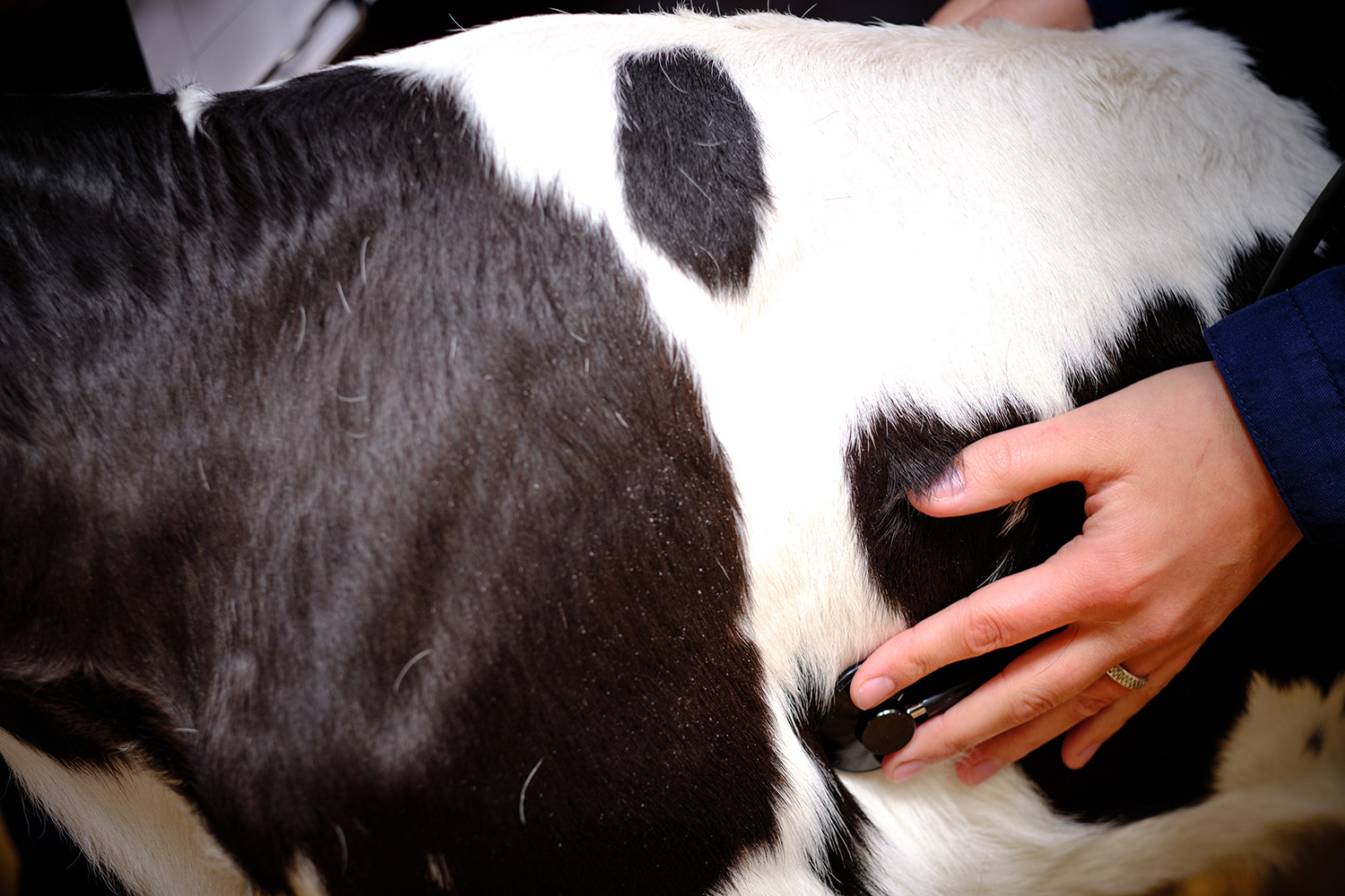 A researcher holding a stethoscope to a cow