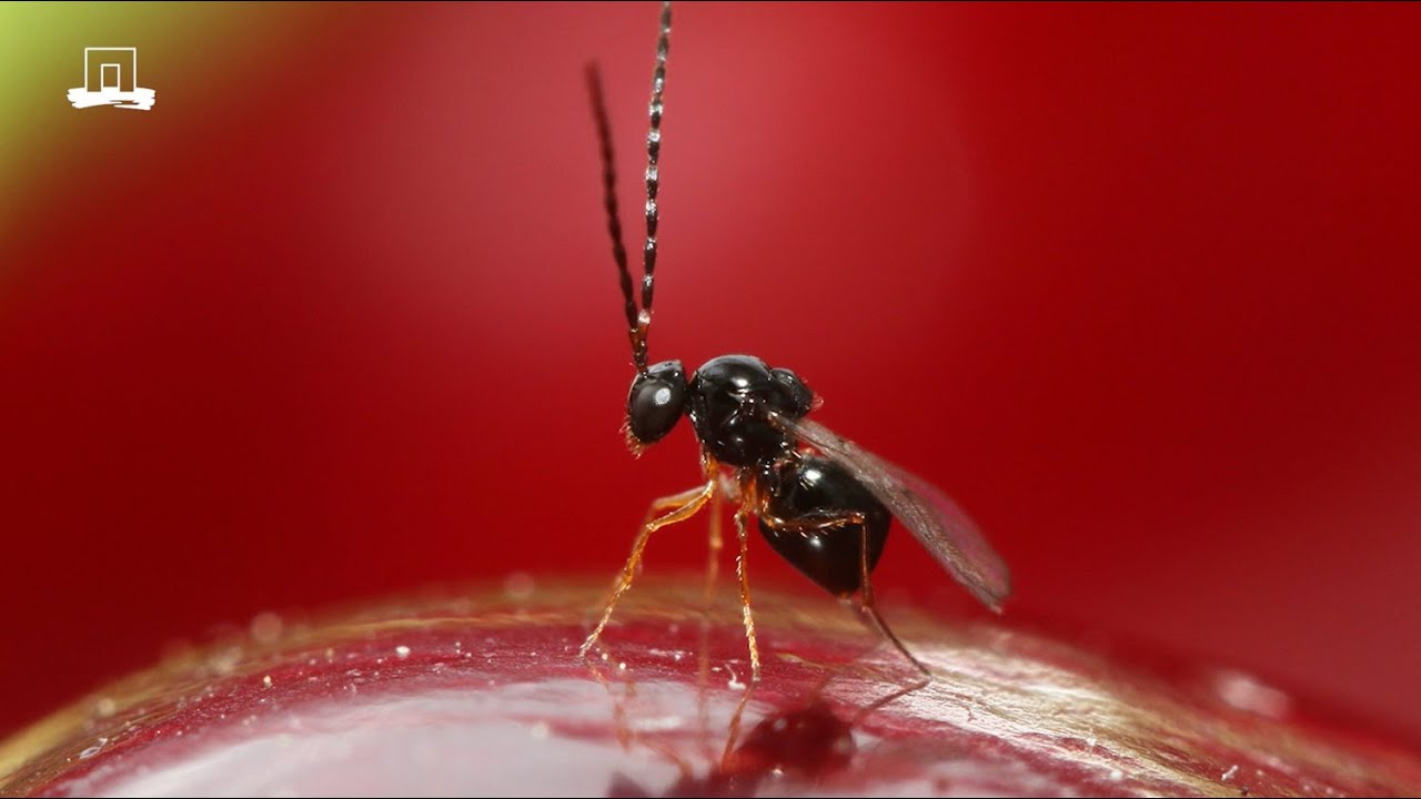 Eerste Aziatische sluipwespen uitgezet tegen suzuki-fruitvlieg