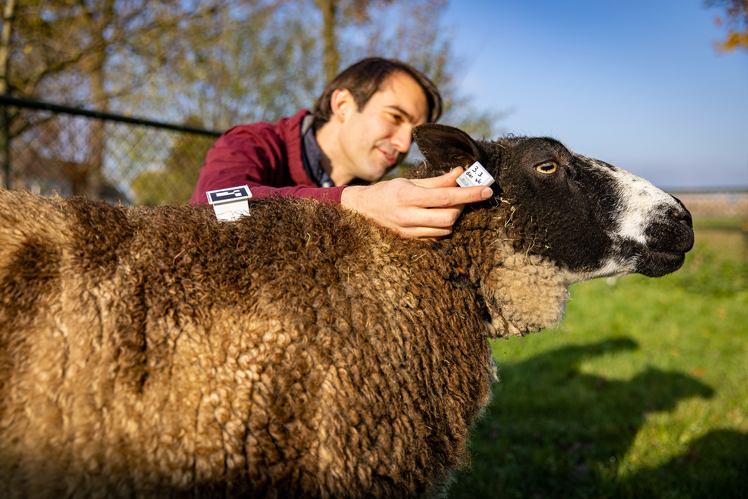 Researcher attaches a tracker to a sheep