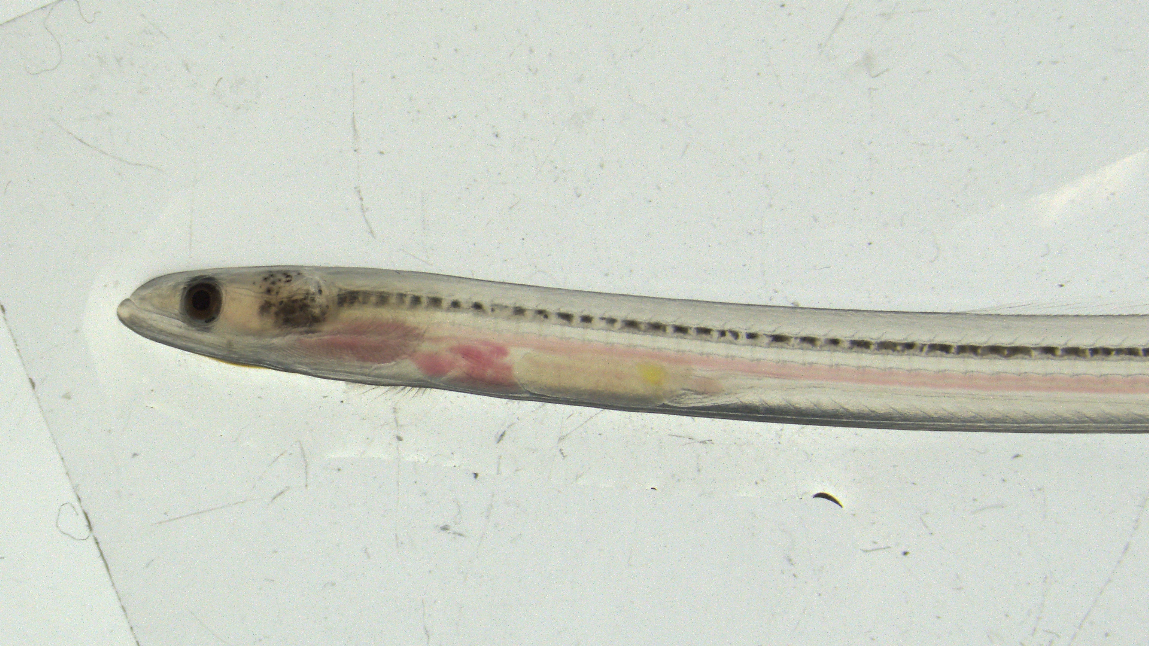 transparant glass eel
