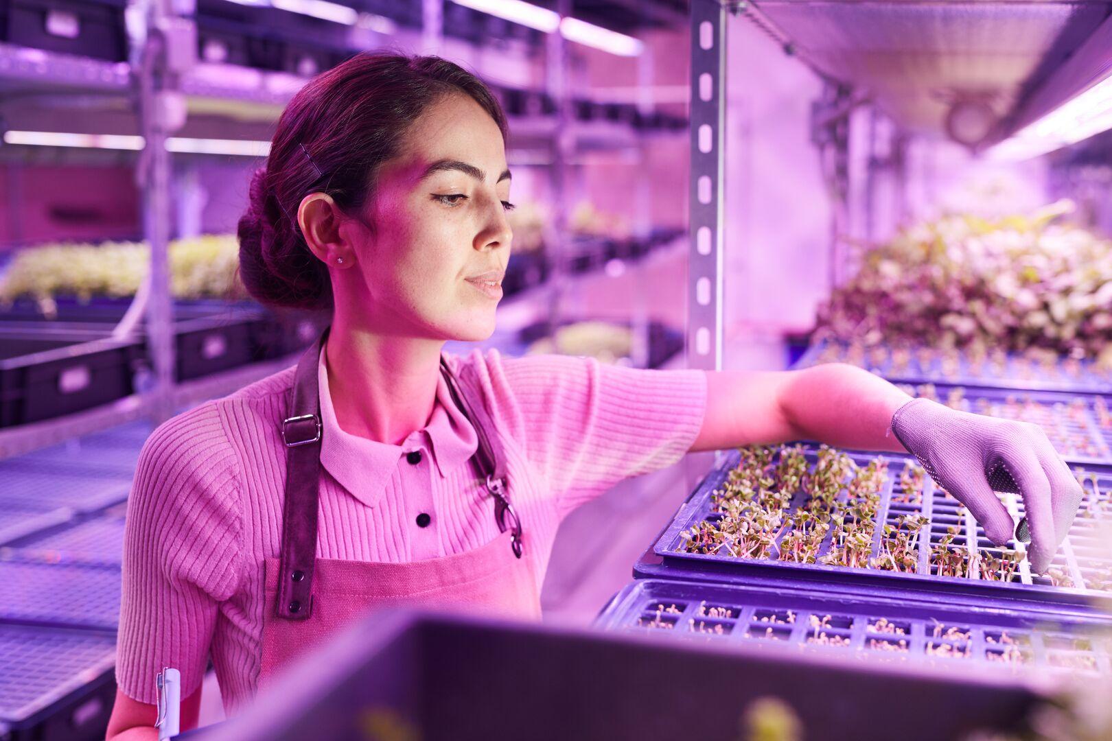 Medewerker onderzoekt planten op kweektrays verlicht met uv-licht