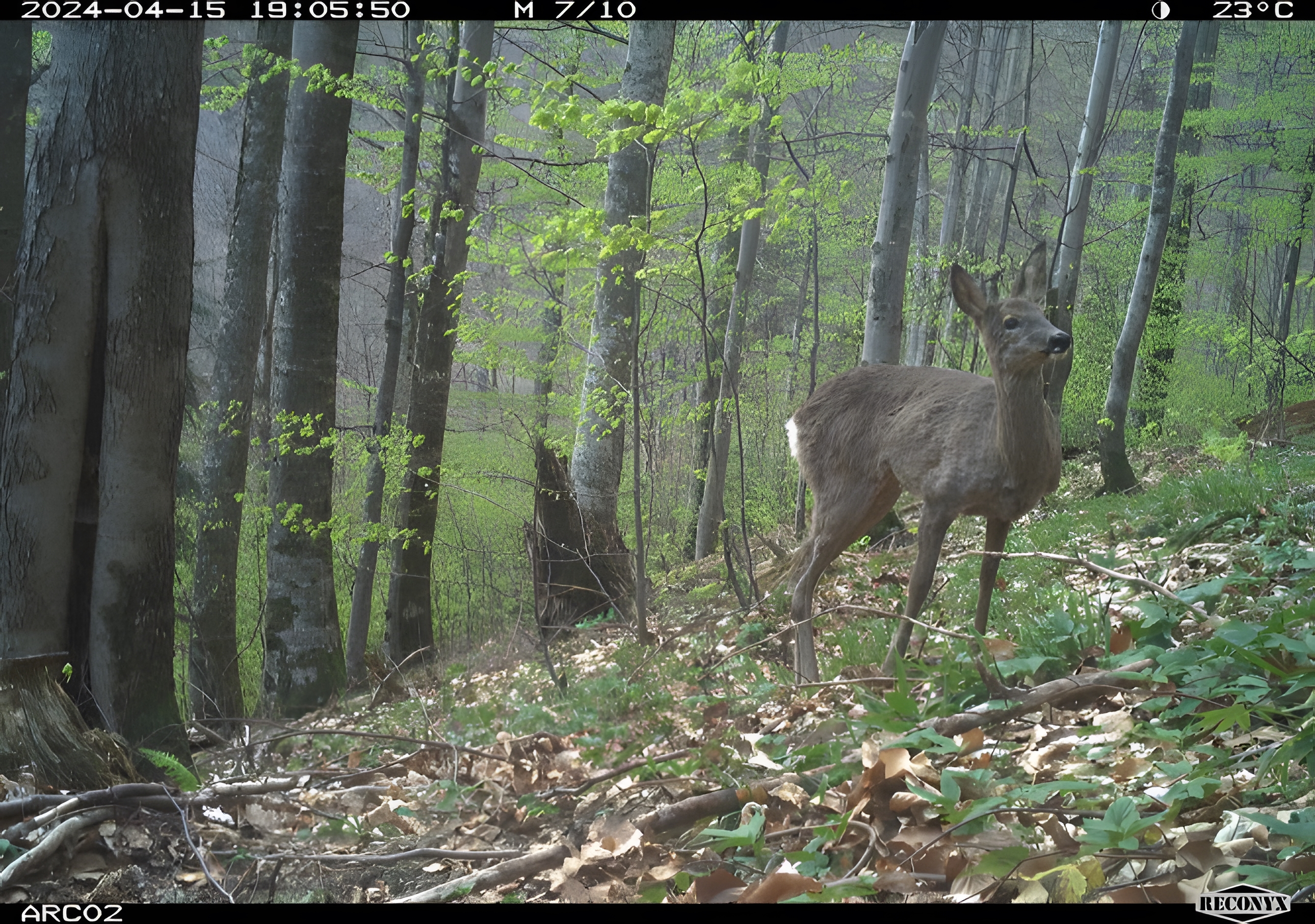 hert in het bos op wildcamera beeld