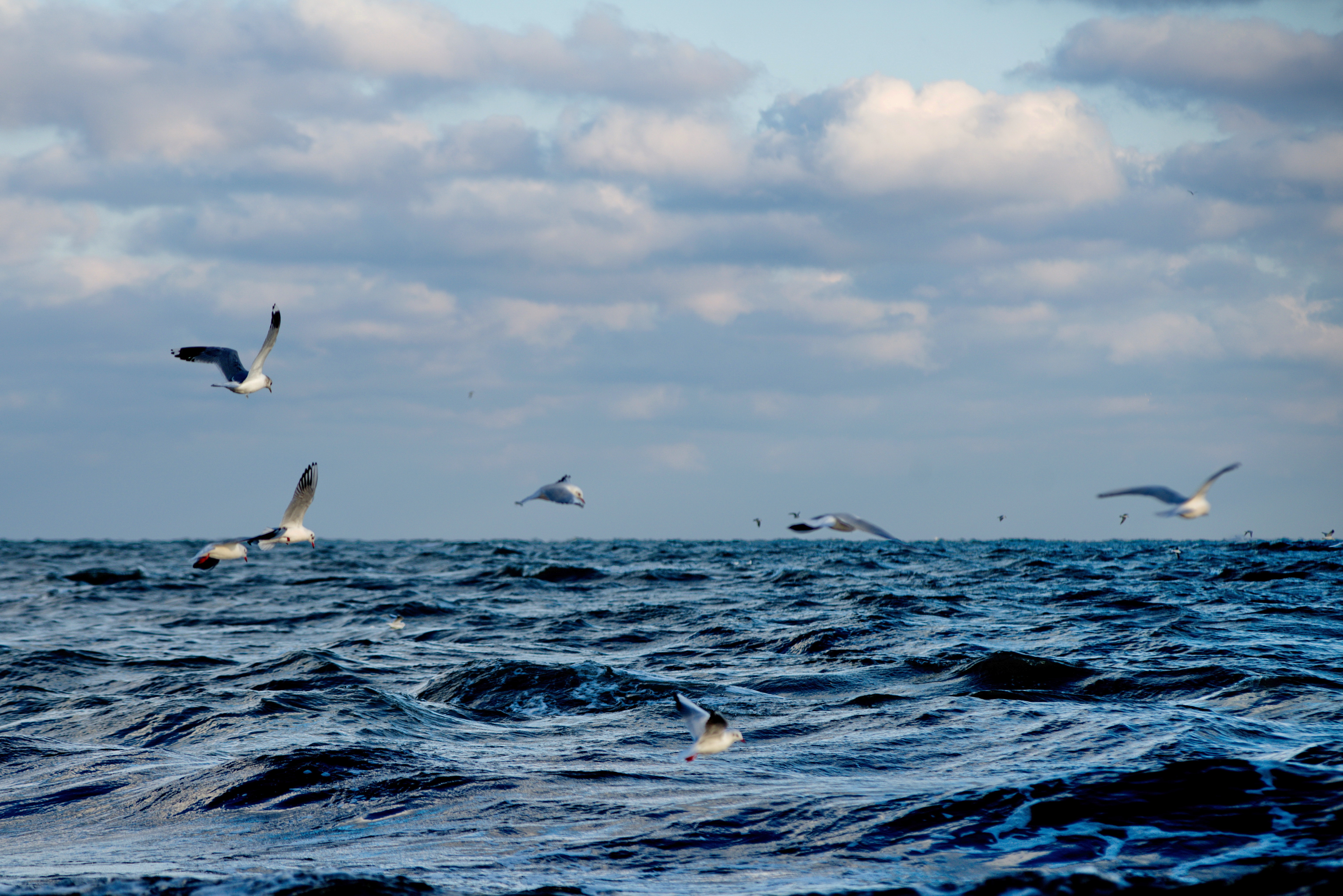 Seagulls above open sea