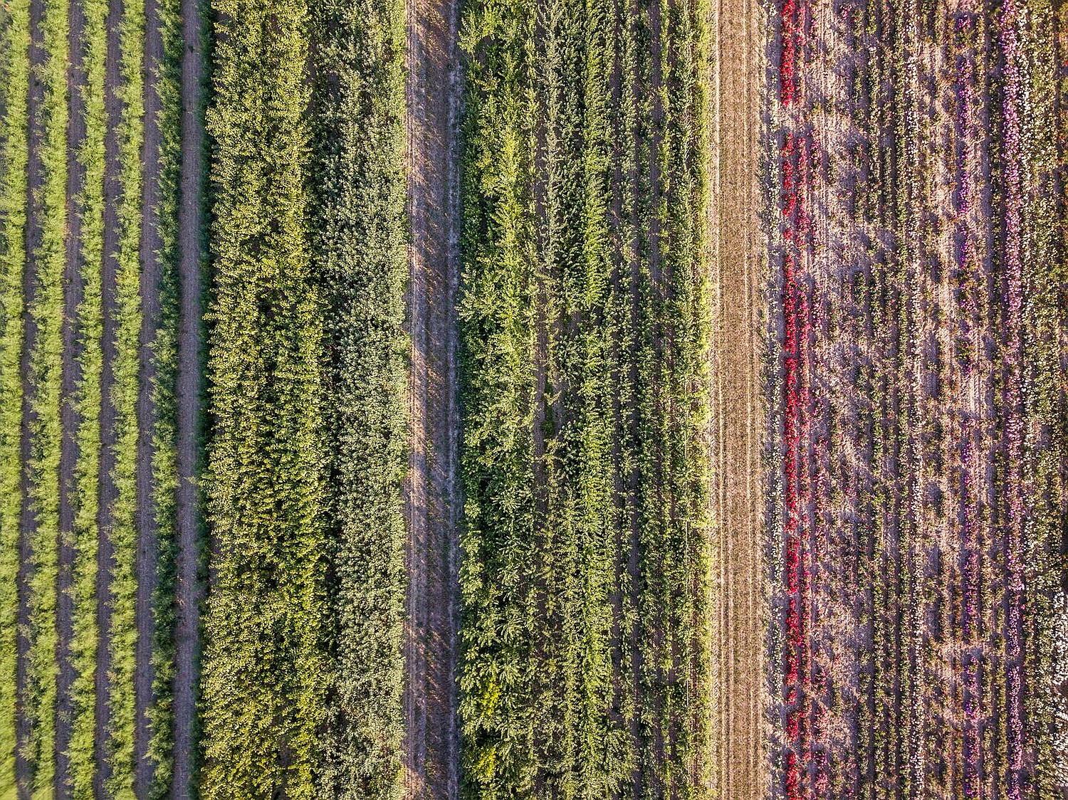 shutterstock_1463137481_luchtfoto_veld.jpg