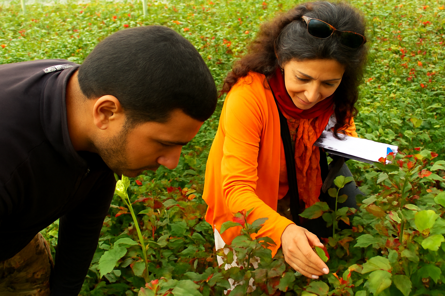 Inspection of roses