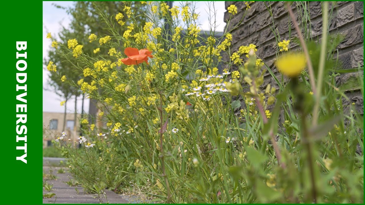 Meer natuur in de bouw (KennisOnline in beeld 2022)