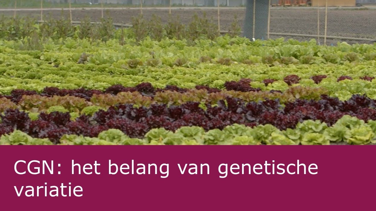 CGN | Het belang van genetische variatie | Rob van Treuren en Chris Kik