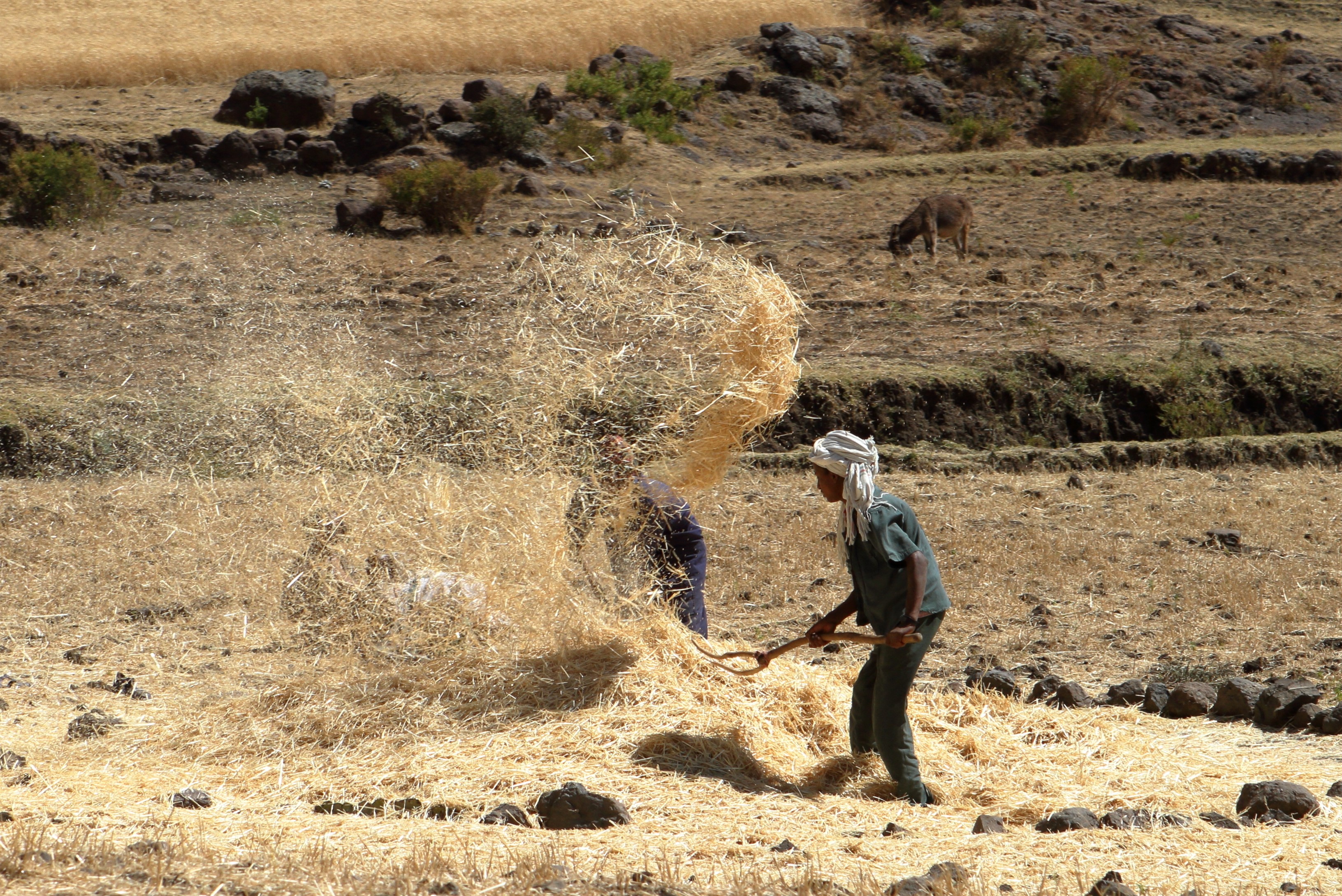 Nudges, insecten en boereninkomen: Experimenteel bewijs uit Ethiopië