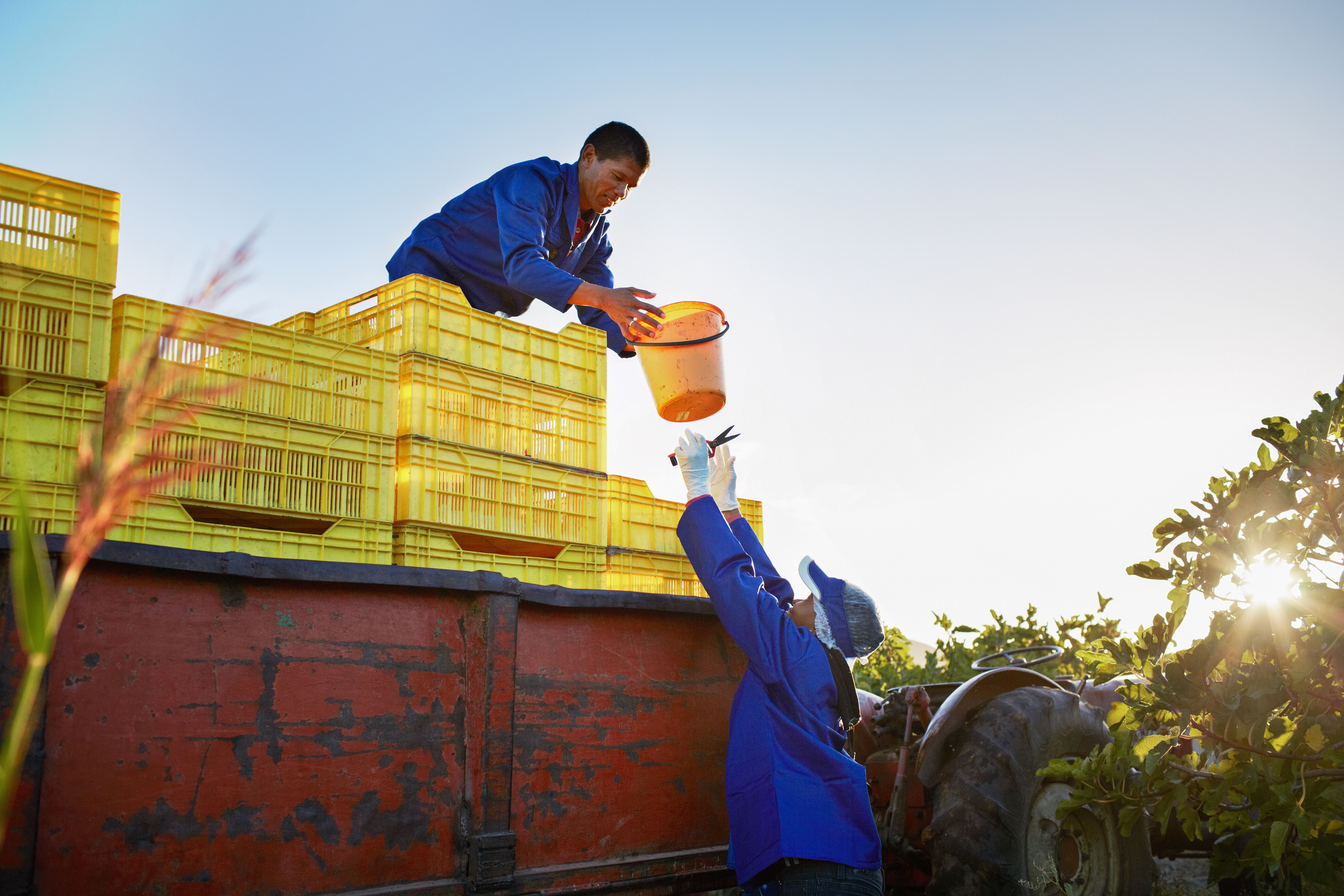 Farm workers loading fruit onto trailer with crates.