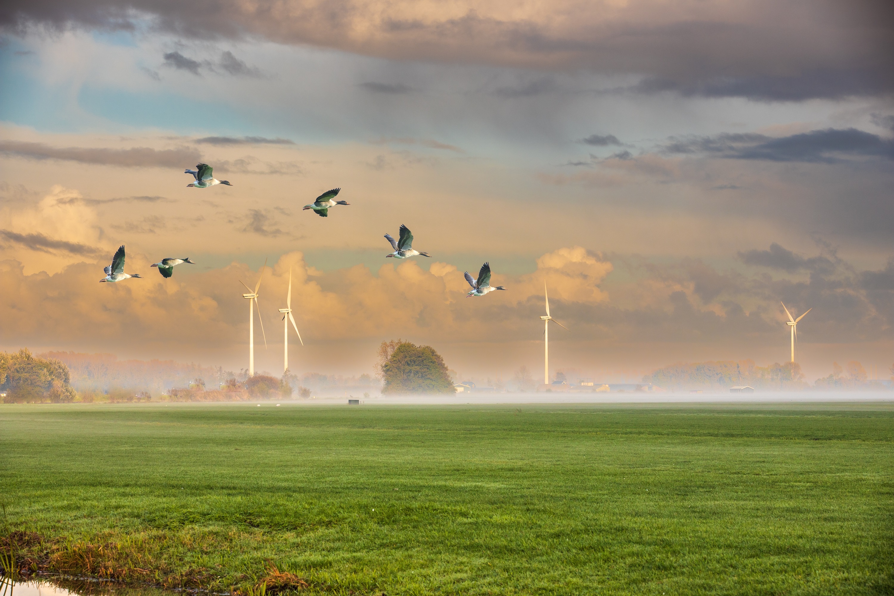 Geese flying above Dutch grasslands