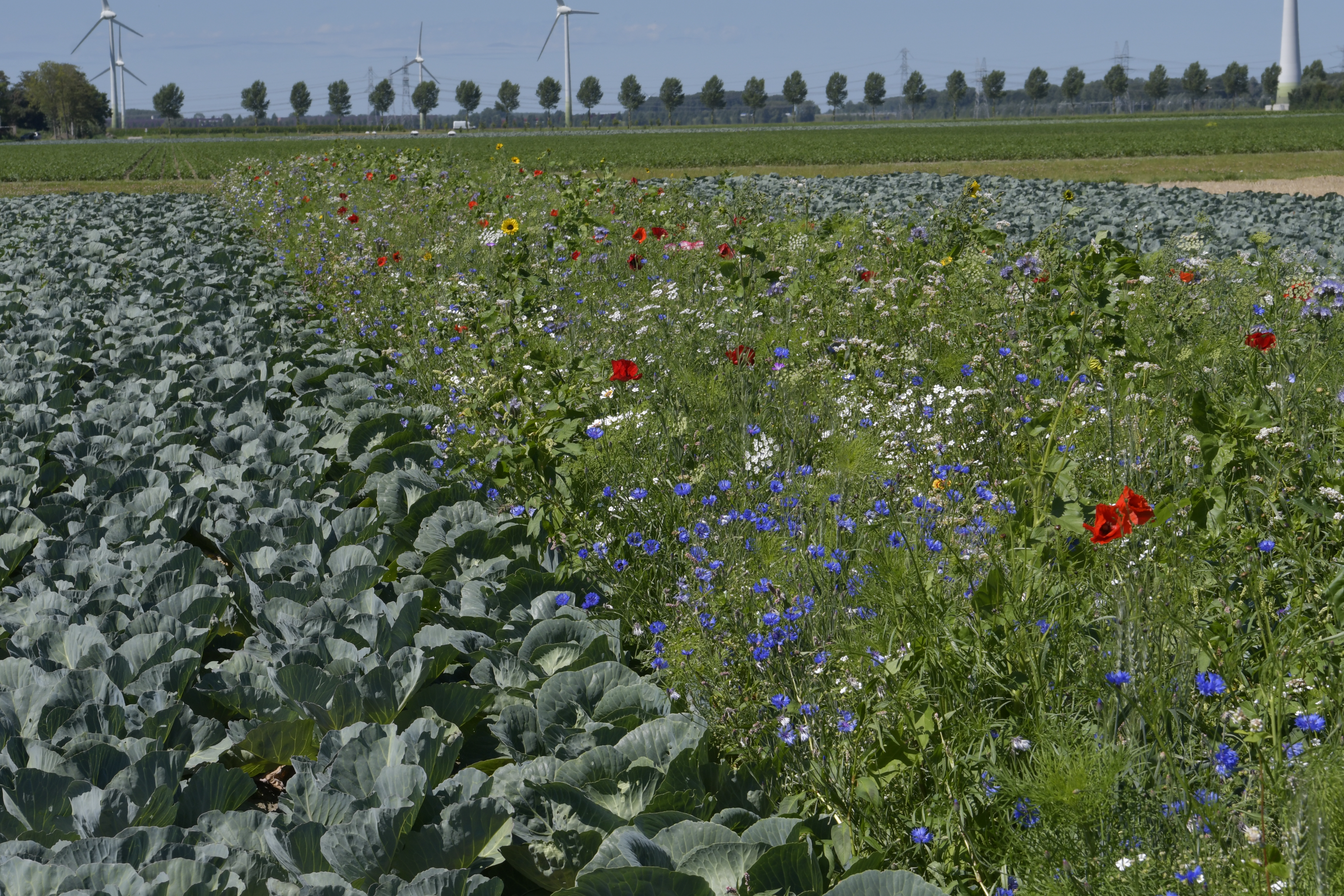 Crop diversity