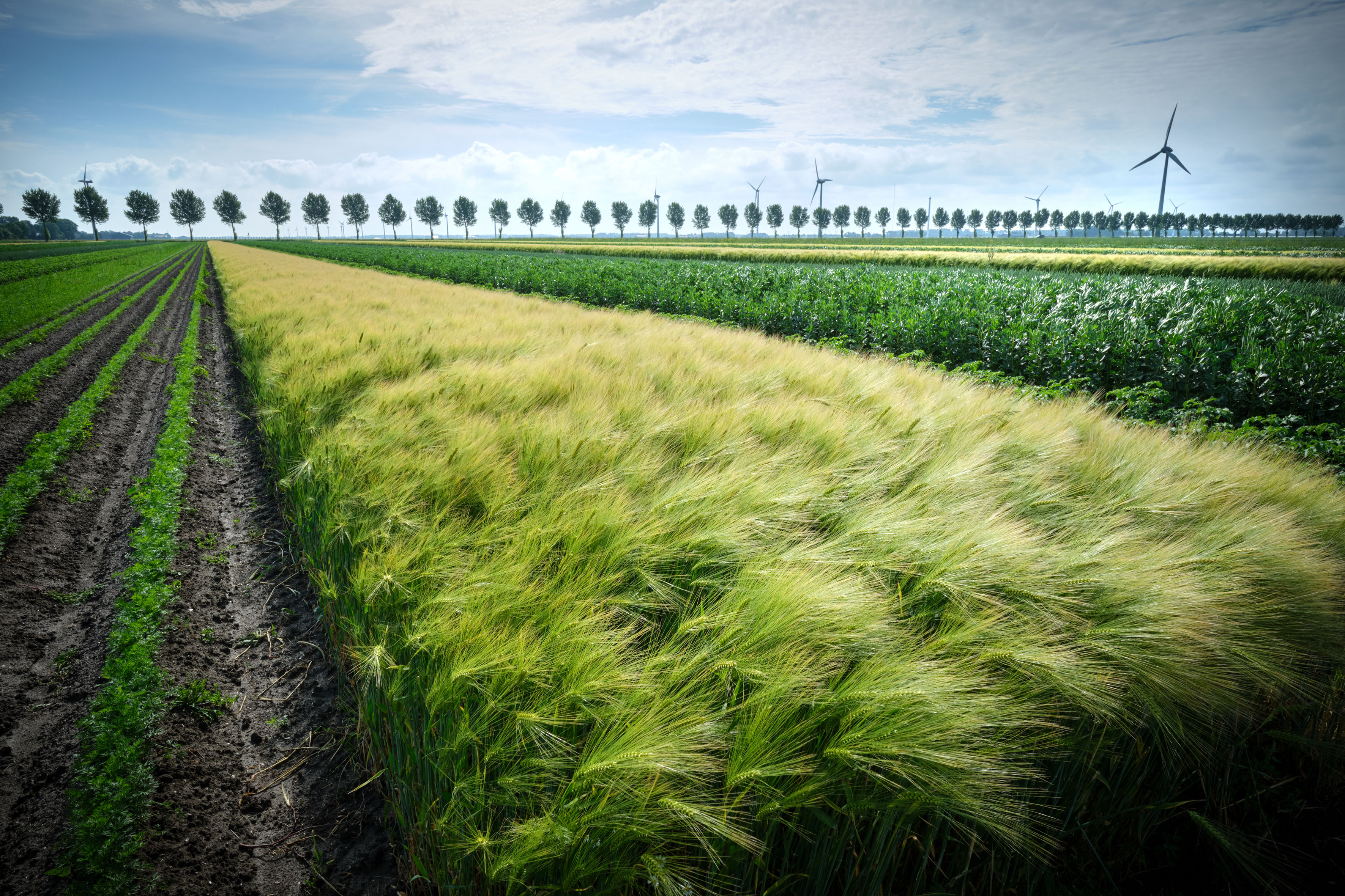 Photo Dutch landscape 