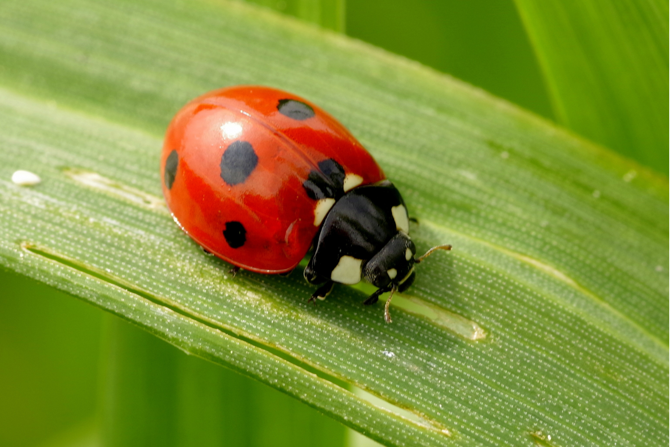 Leskist insecten wkwu